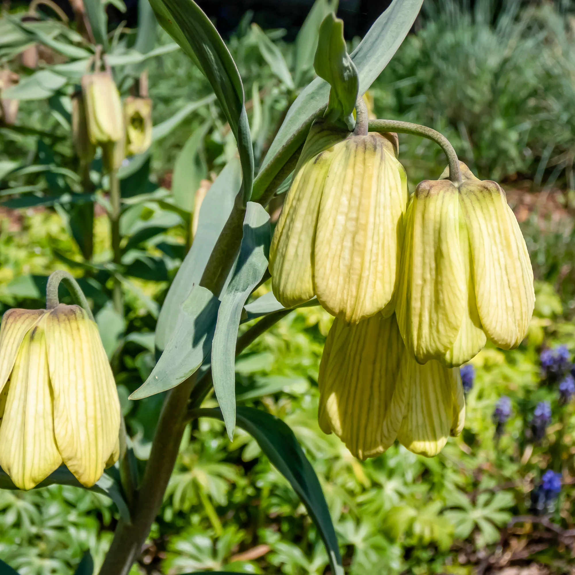 2 Fritillaires pallidiflora
