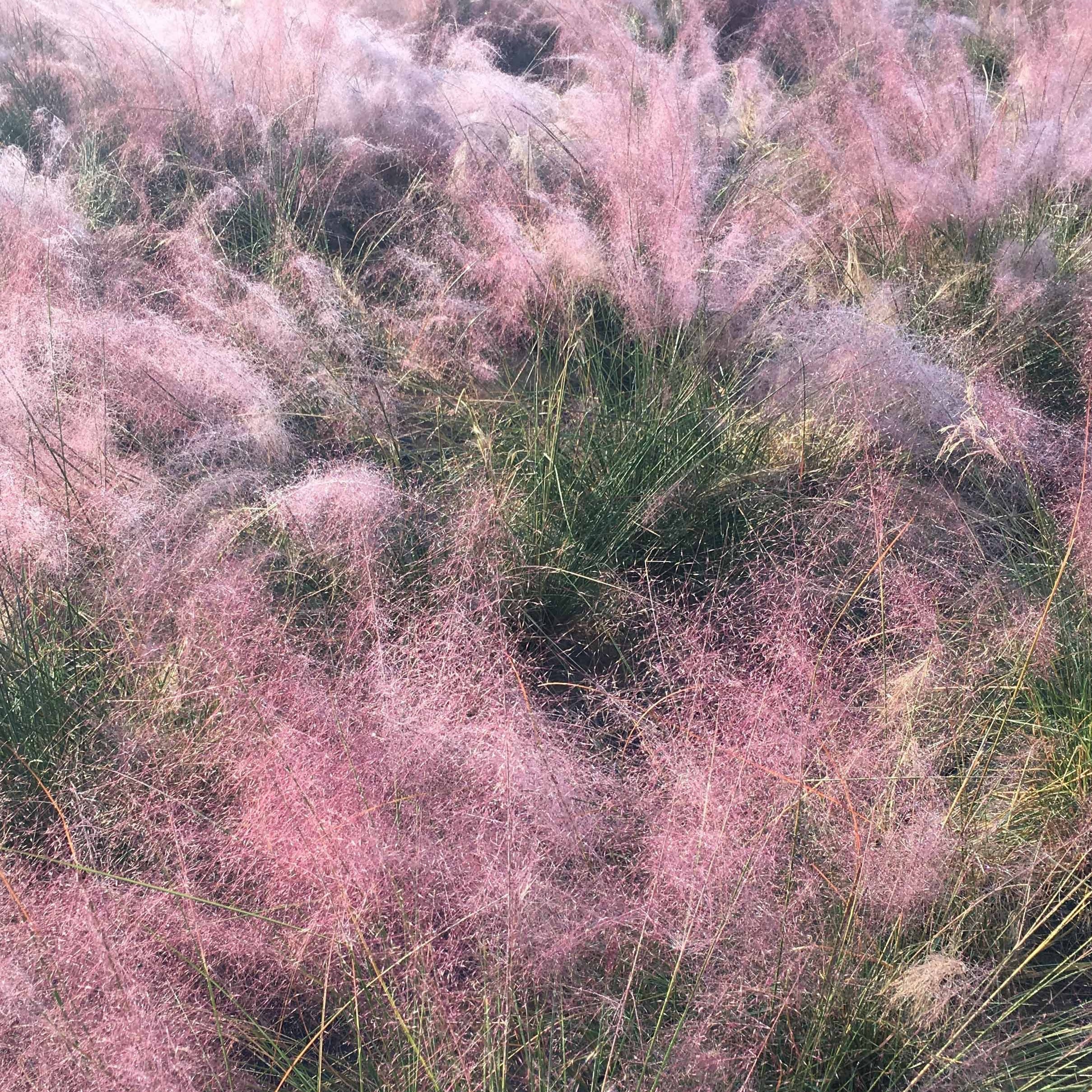 2 Herbes aux épis roses - Image 3