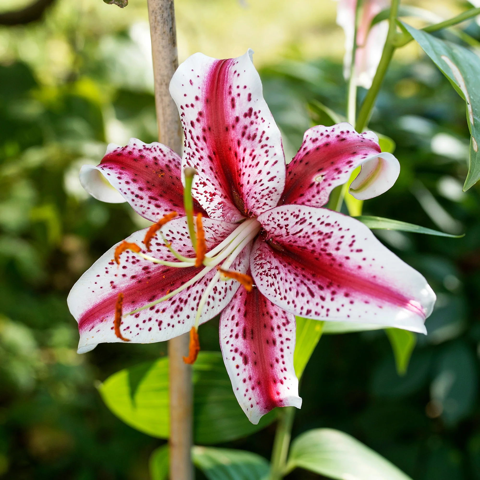 2 Lys Oriental Star Gazer - Image 2