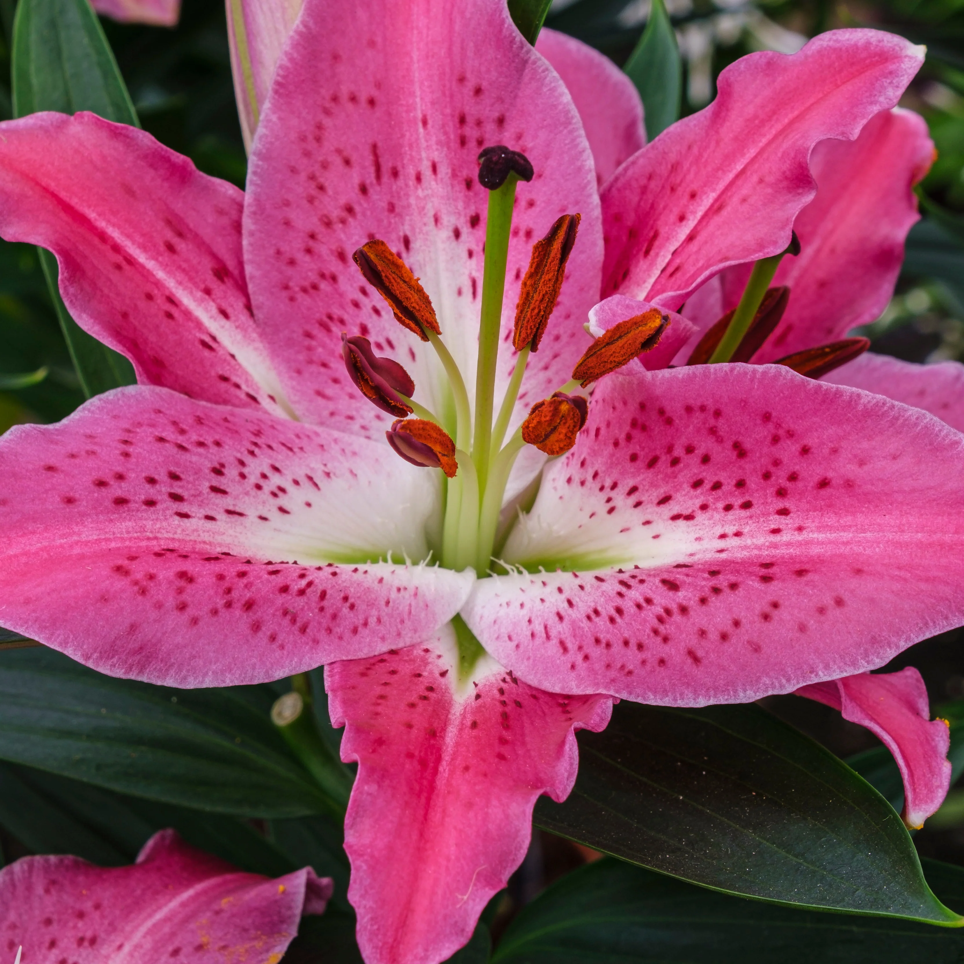 2 Lys Oriental Star Gazer - Image 3