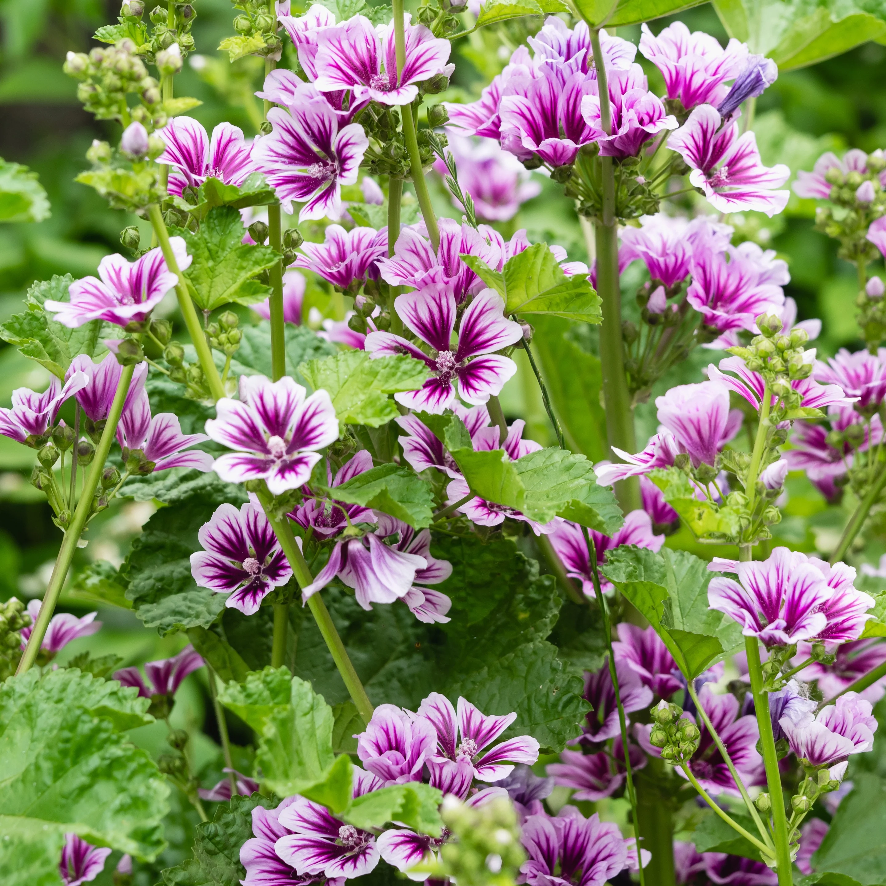 2 Mauves zébrées - Image 2