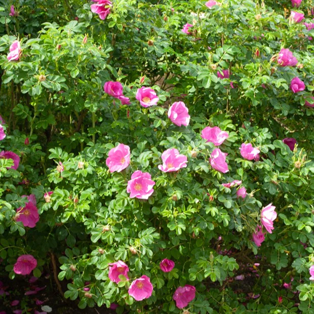 Rosier rugueux rose foncé