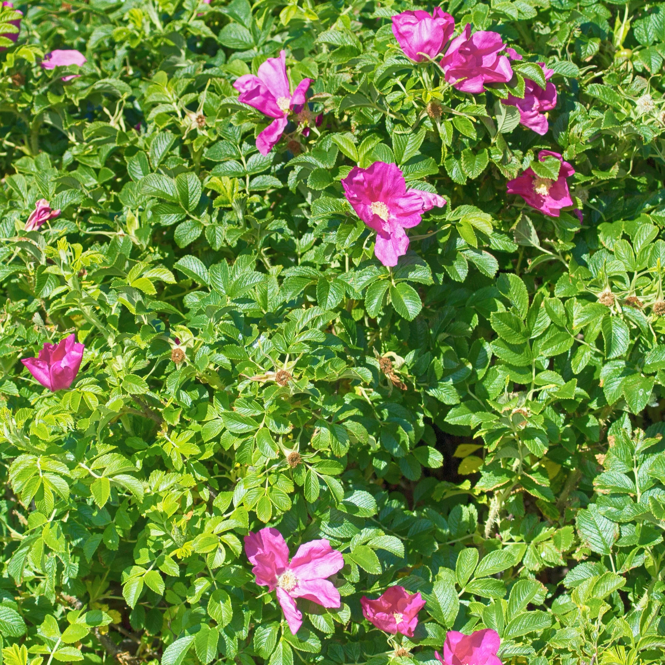 Rosier rugueux rose foncé - Image 3