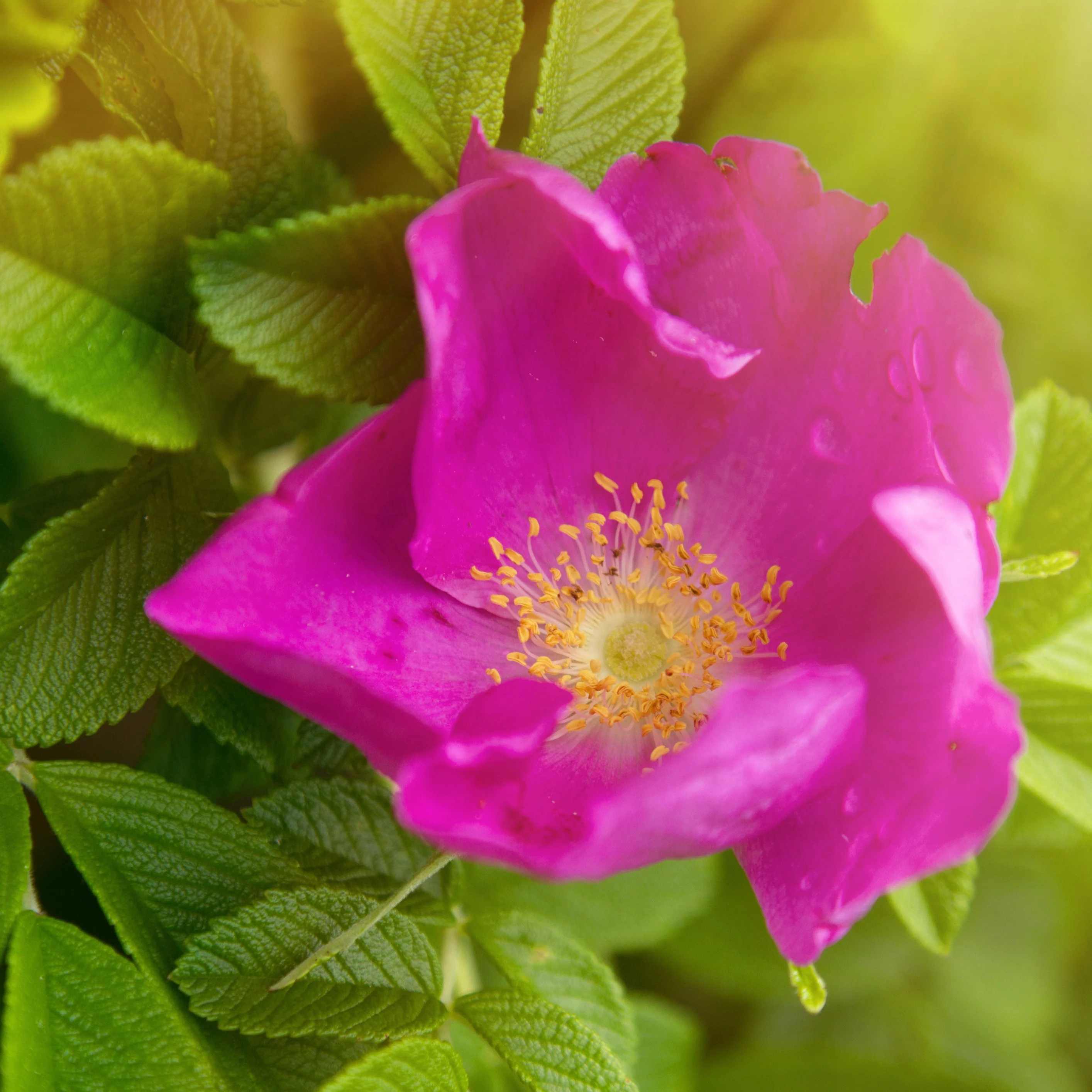 Rosier rugueux rose foncé - Image 4