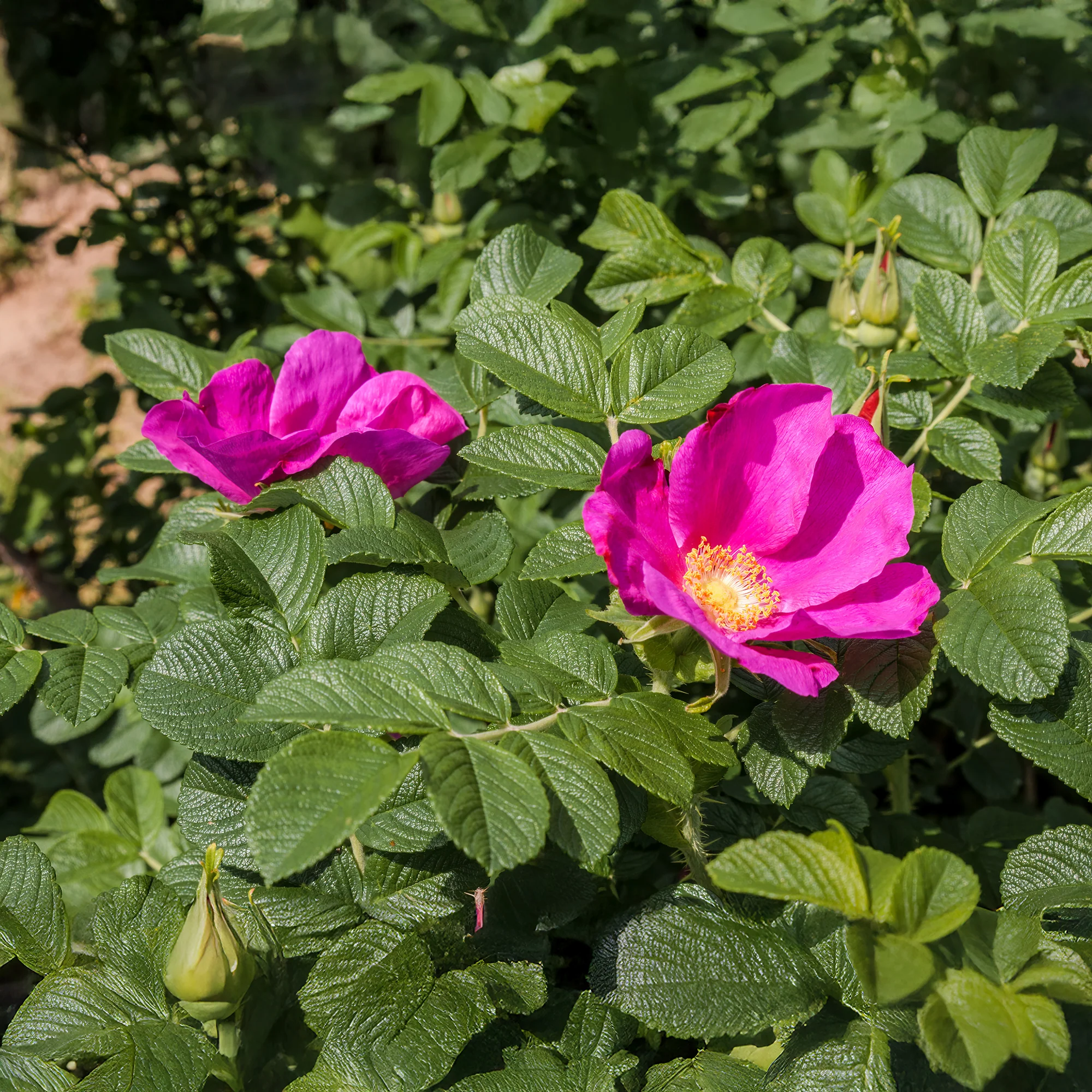 Rosier rugueux rose foncé - Image 5