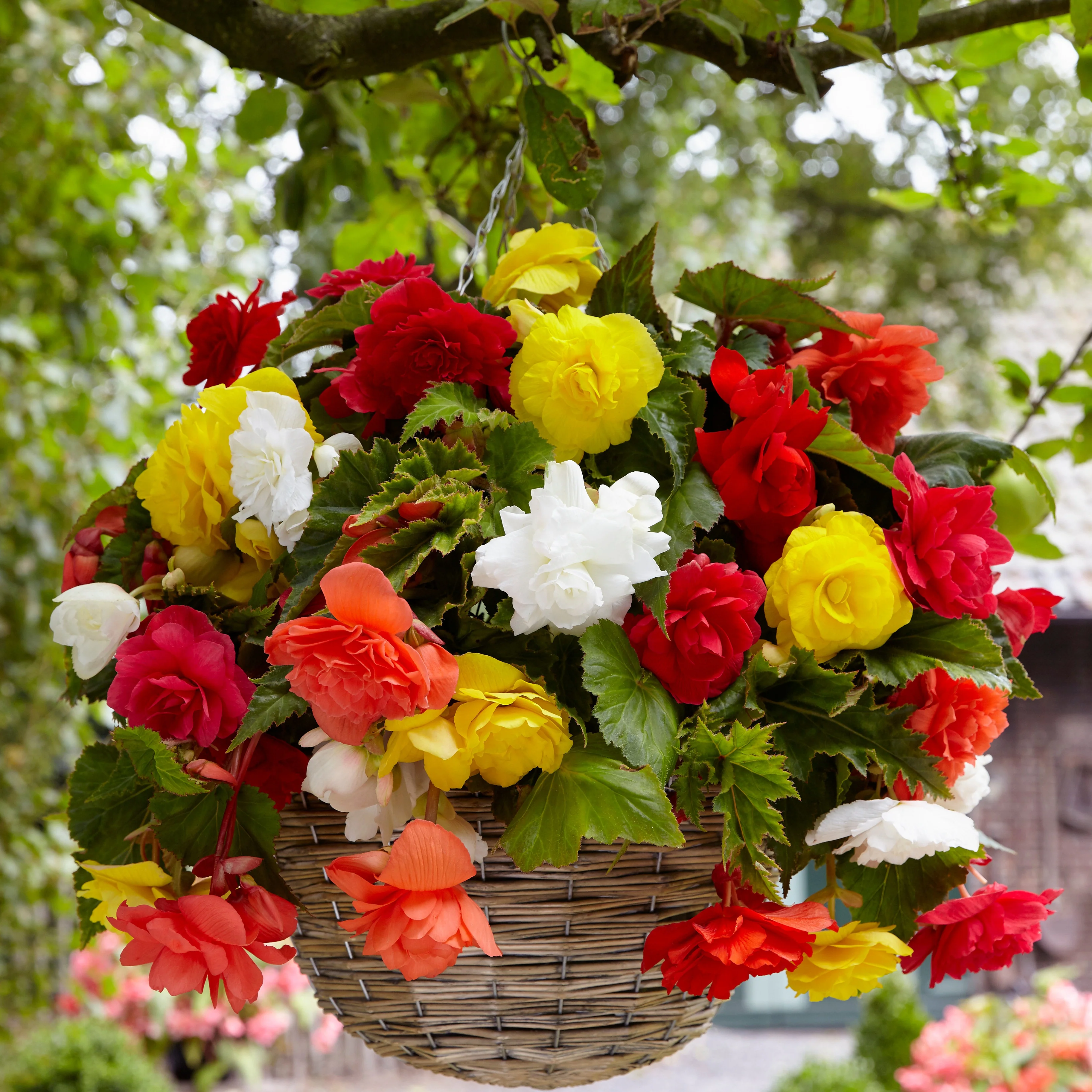 20 Bégonias retombants à grosses fleurs en mélange - Image 2