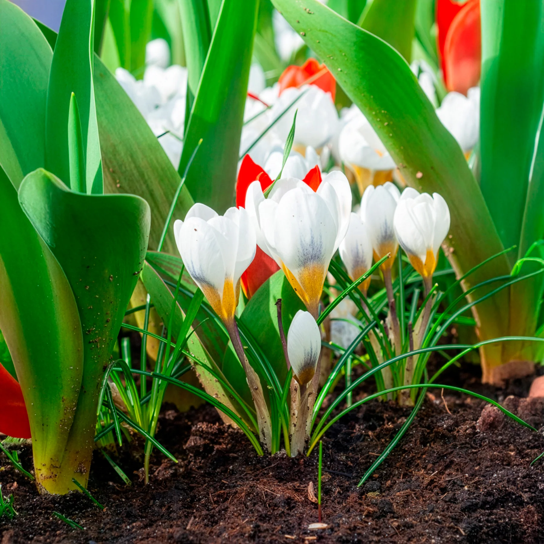 10 Crocus Ard Schenk - Image 3