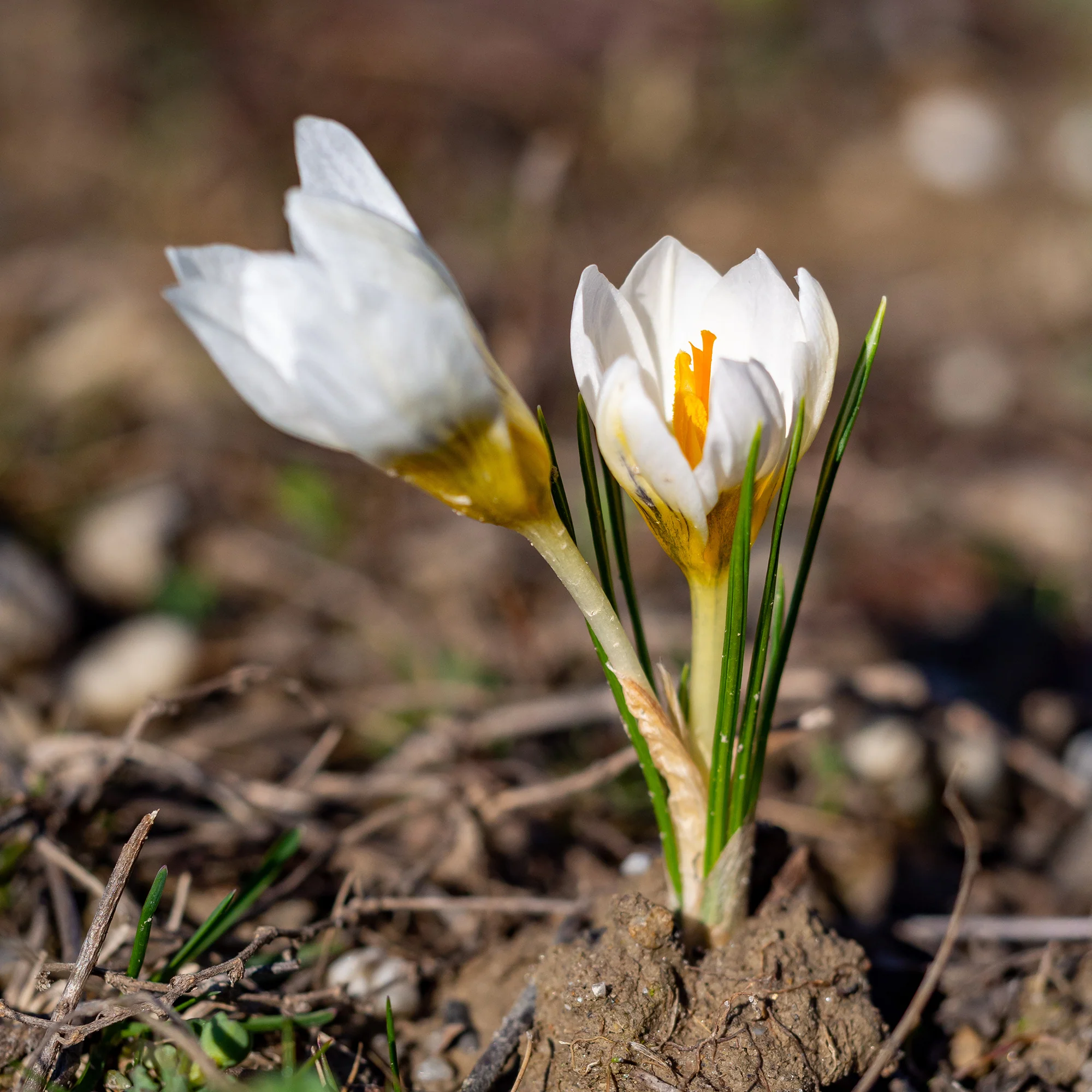 10 Crocus Ard Schenk - Image 4