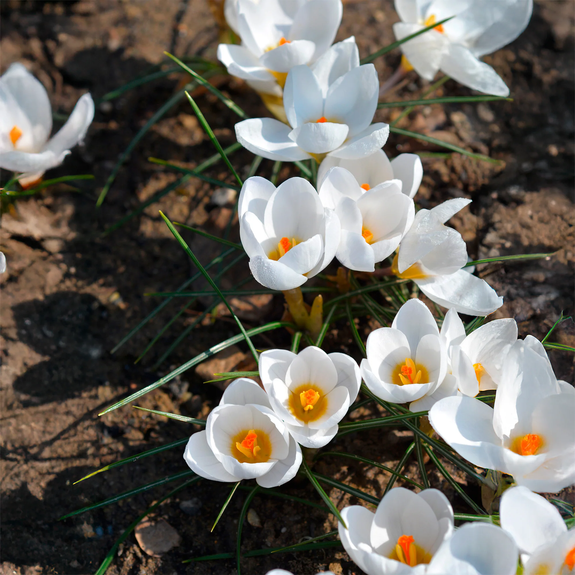 10 Crocus Ard Schenk - Image 5