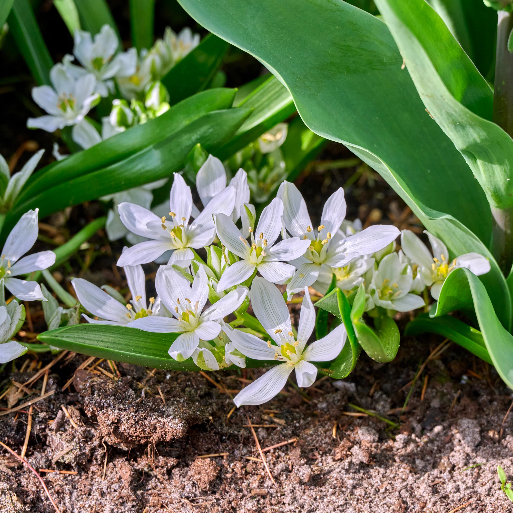 10 Crocus Ard Schenk - Image 6