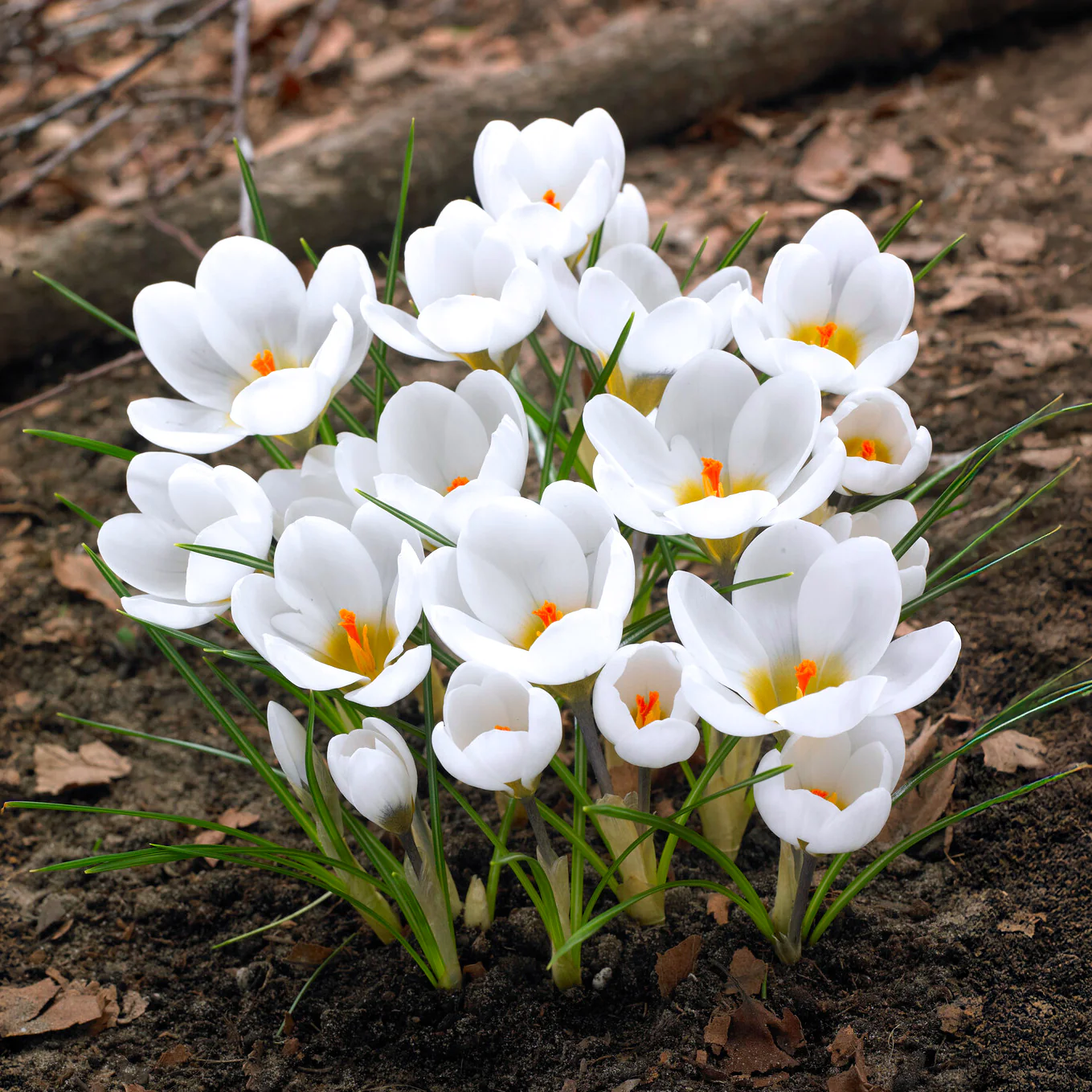 10 Crocus Ard Schenk - Image 7