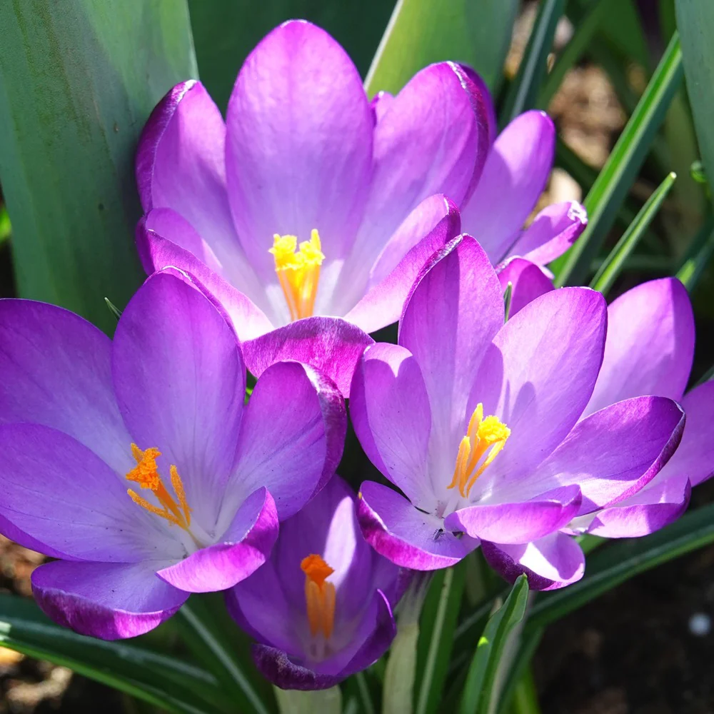20 Crocus hybride Ruby Giant