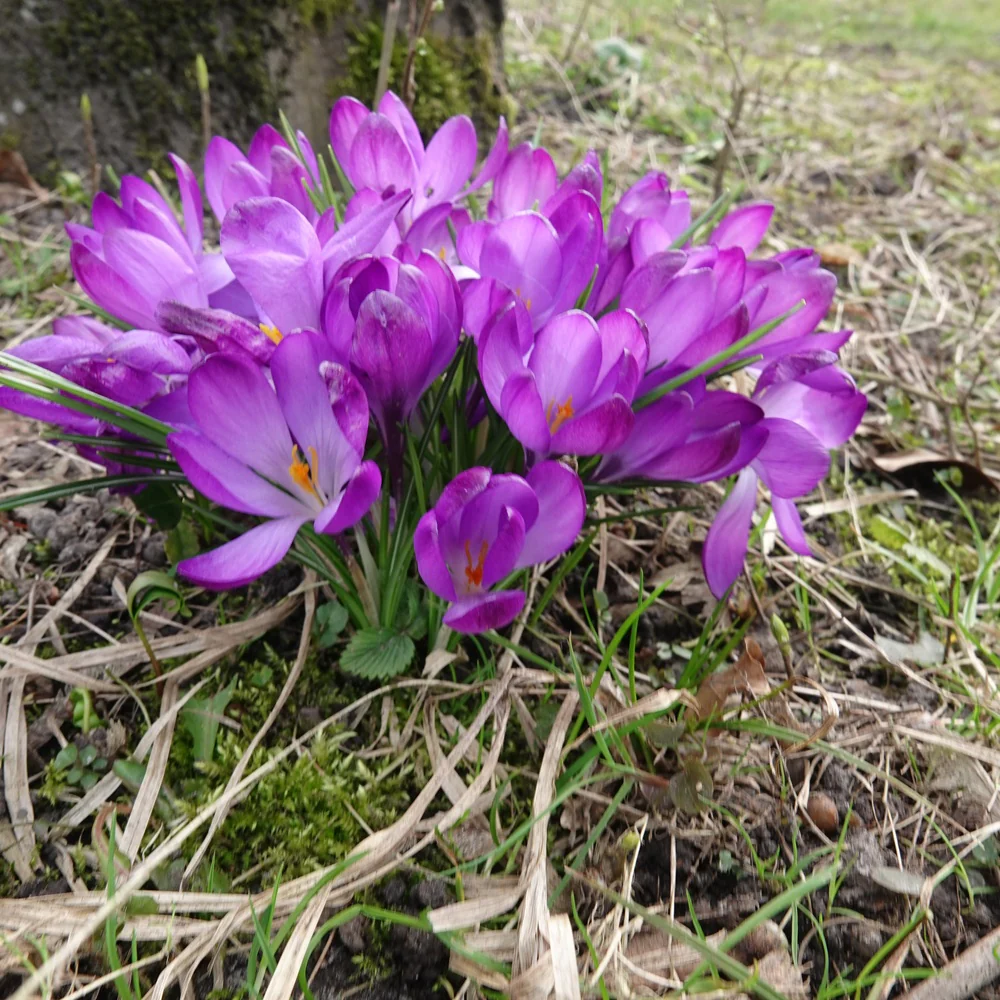 20 Crocus hybride Ruby Giant - Image 2