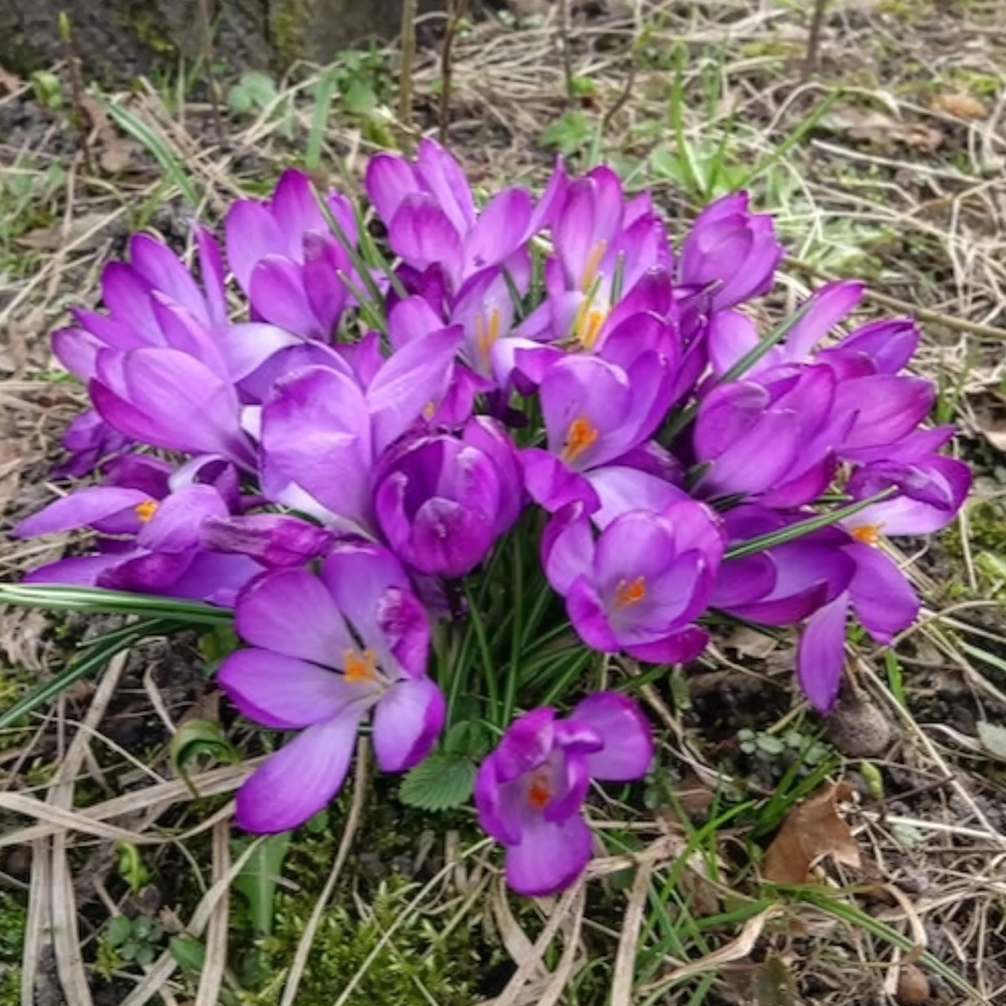 20 Crocus hybride Ruby Giant - Image 4