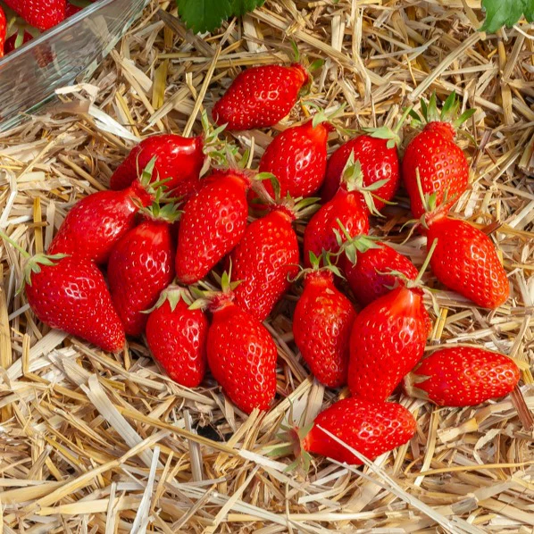 20 Fraisiers non remontants Gariguette - Image 3