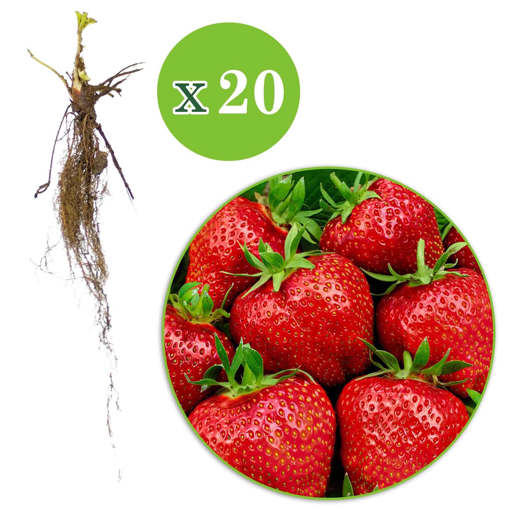 20 Fraisiers Maxim - Image 4