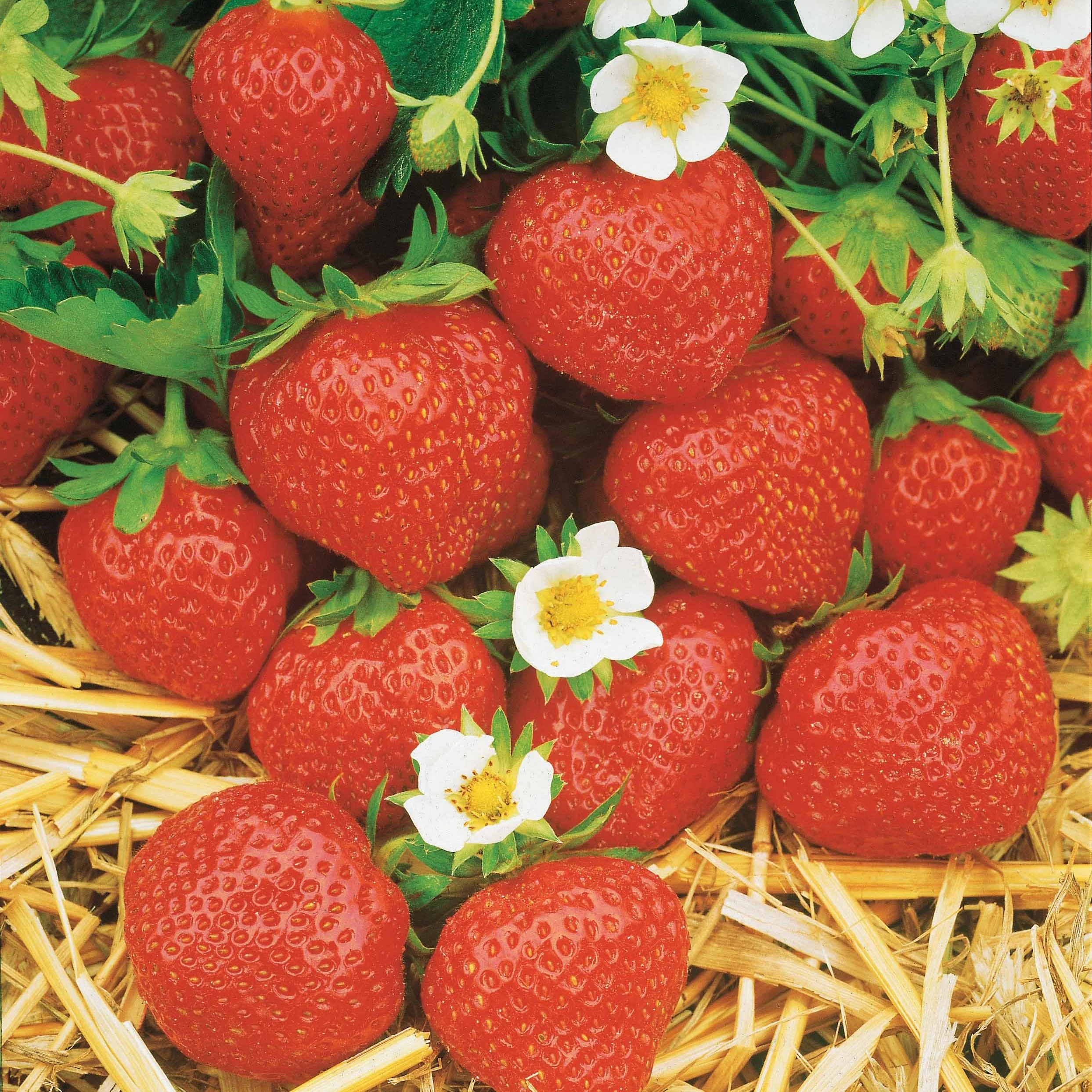 Fraisiers remontants Mara des Bois - Image 4