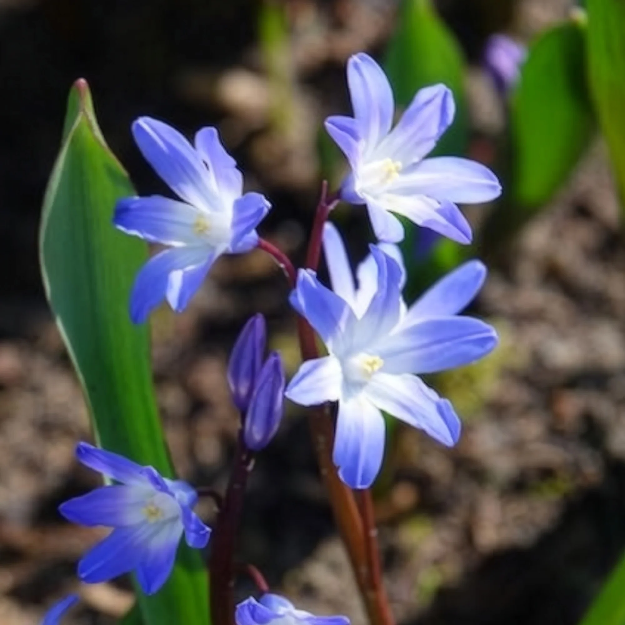 20 Gloire des Neiges 'Forbesii' - Image 3