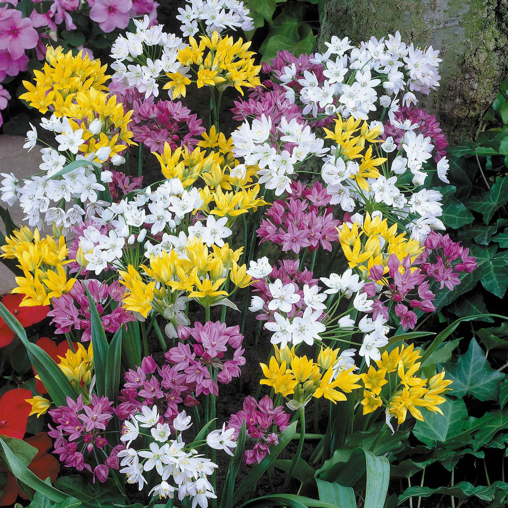 25 Alliums décoratifs en mélange
