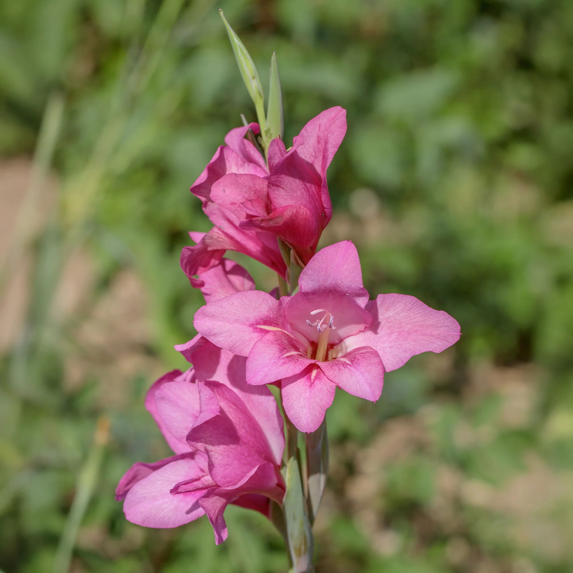 25 Glaïeuls nains roses - Image 3