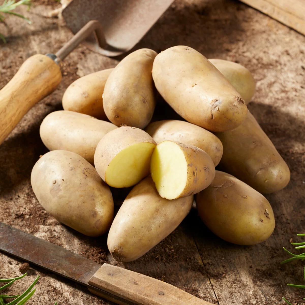 25 Pommes de terre Amandine - Image 3