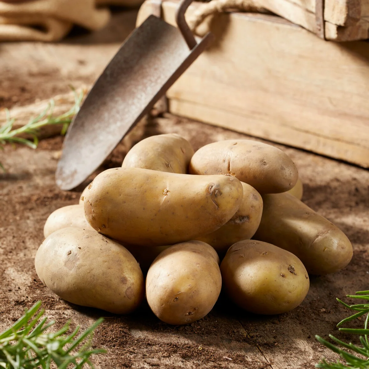 25 Pommes de terre Amandine - Image 4