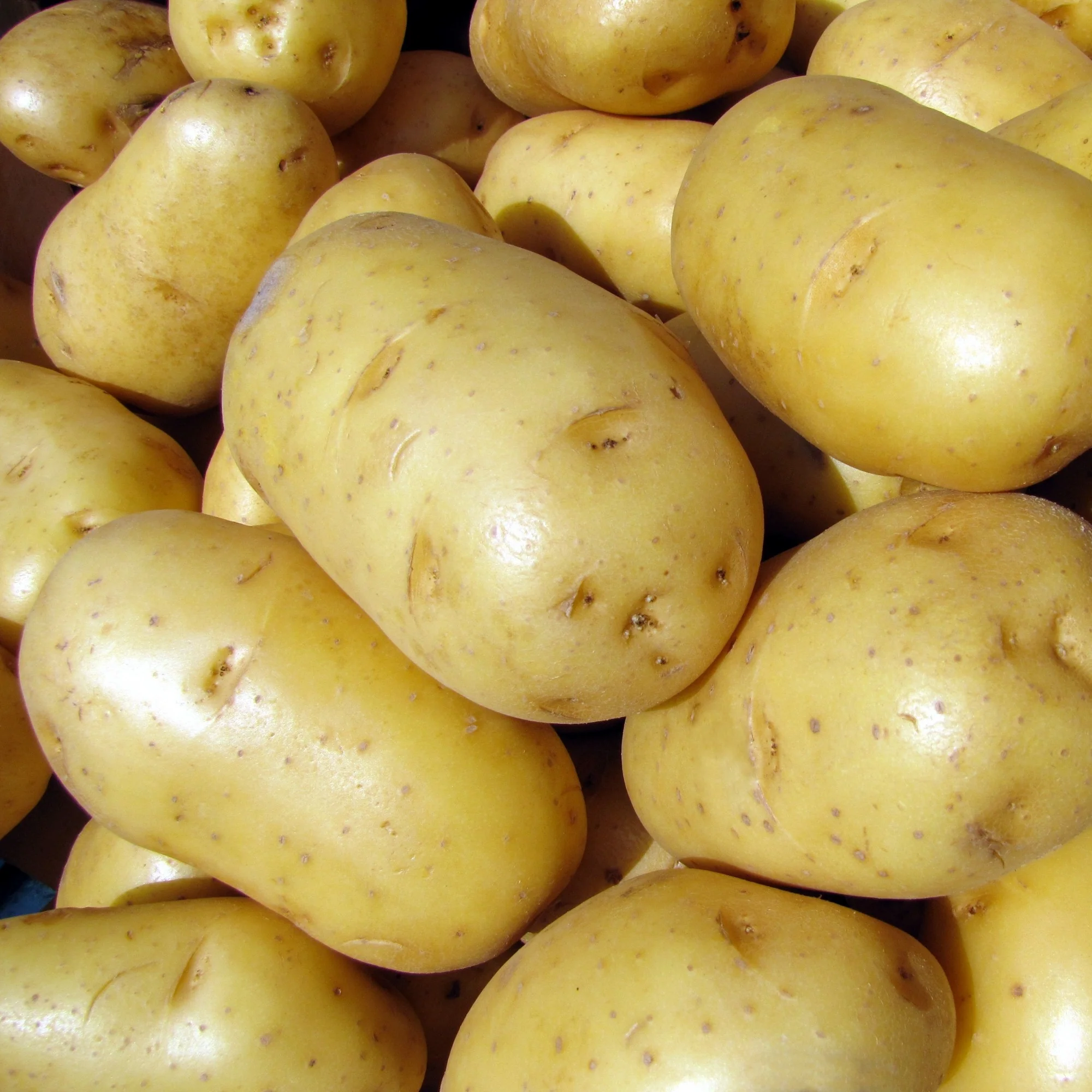 25 Pommes de terre Bintje - Image 2