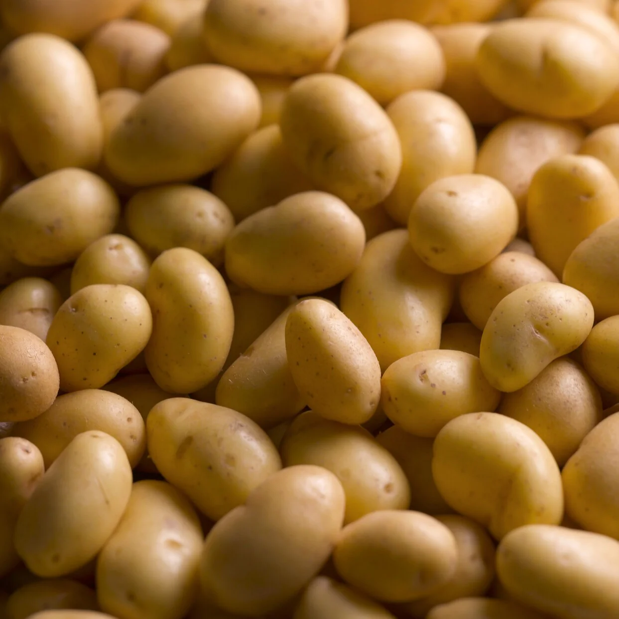 25 Pommes de terre Charlotte - Image 3