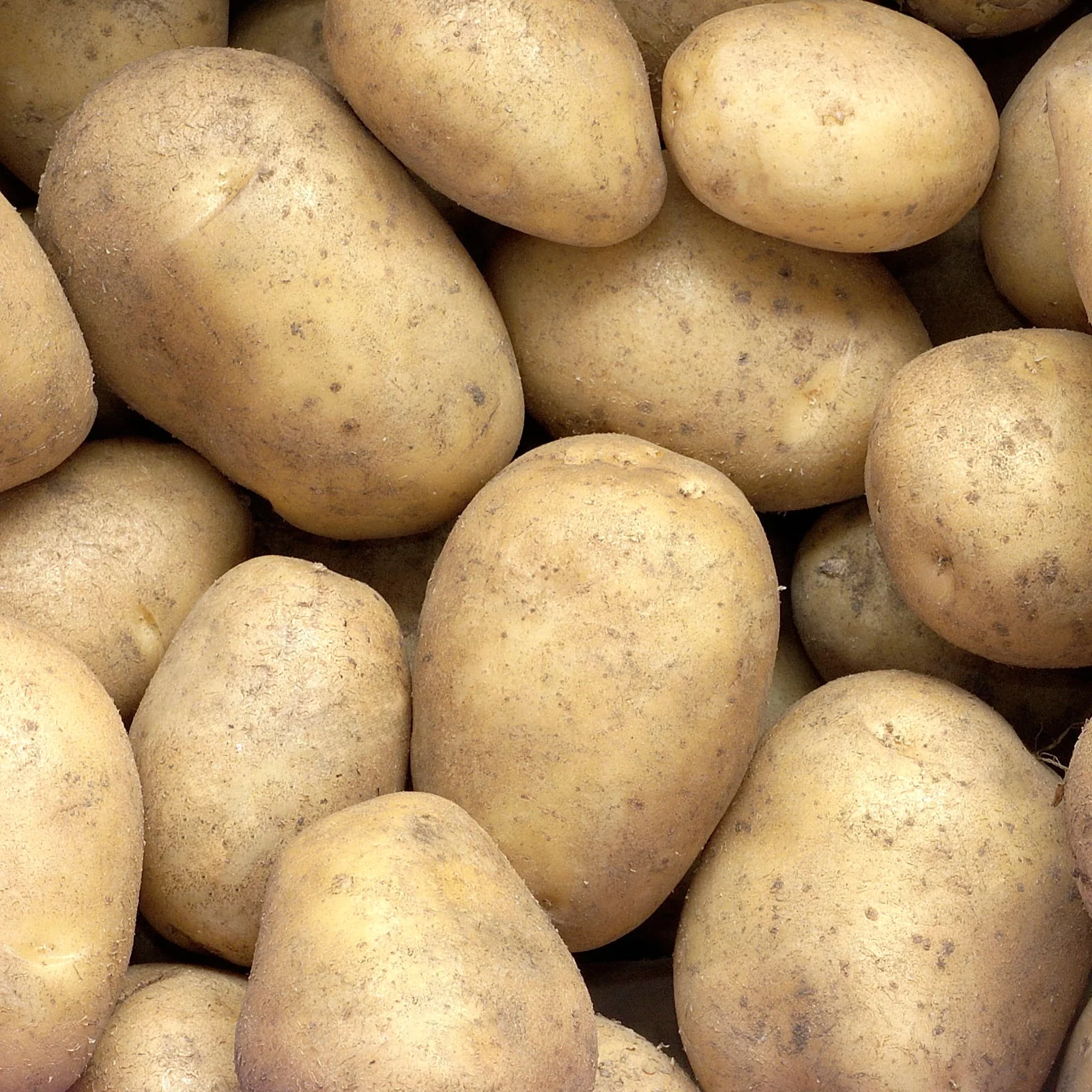 25 Pommes de terre Minette