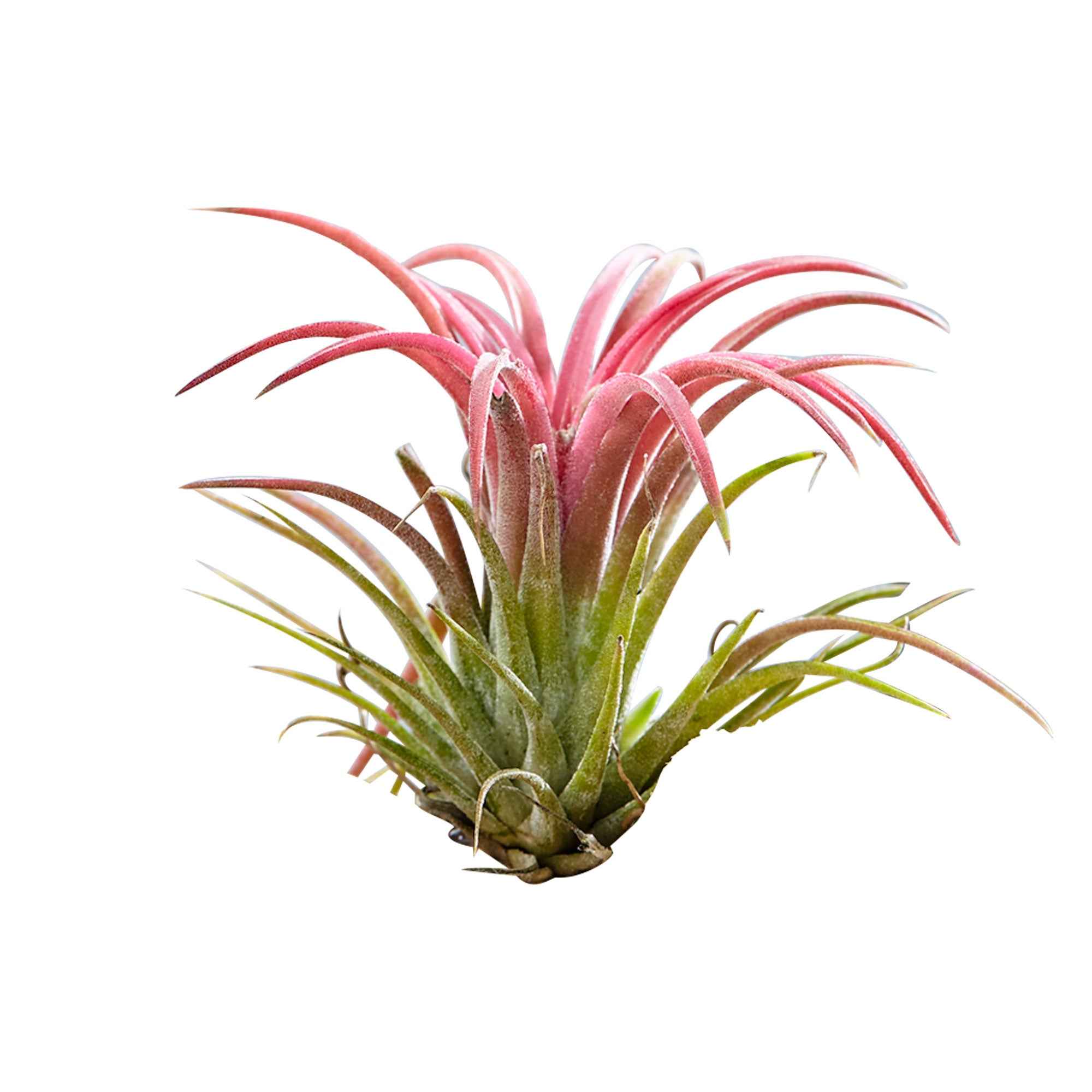 Tillandsias sur bois - Image 3