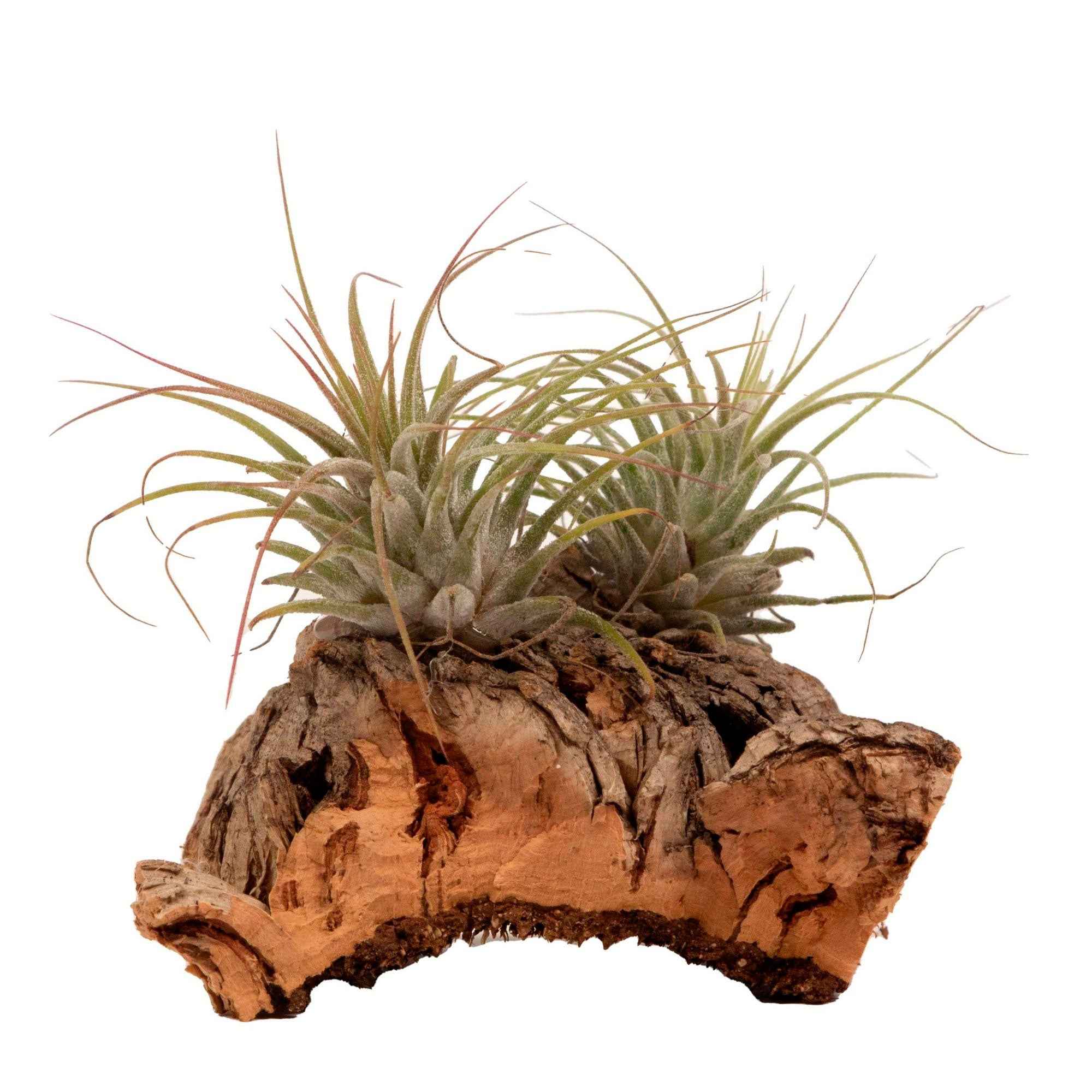 Tillandsias sur bois - Image 4