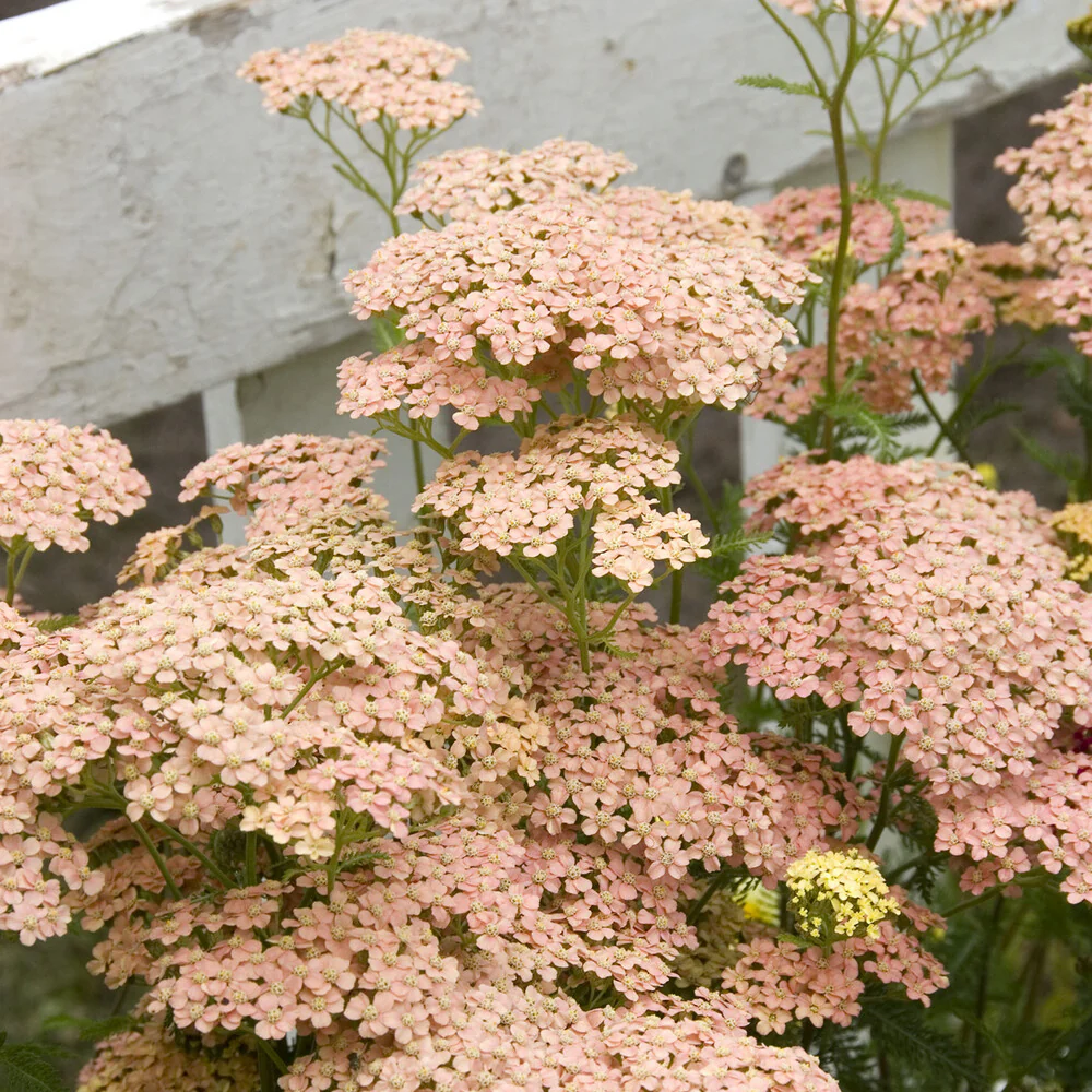 Achillée millefeuille Lachsschönheit - Image 3