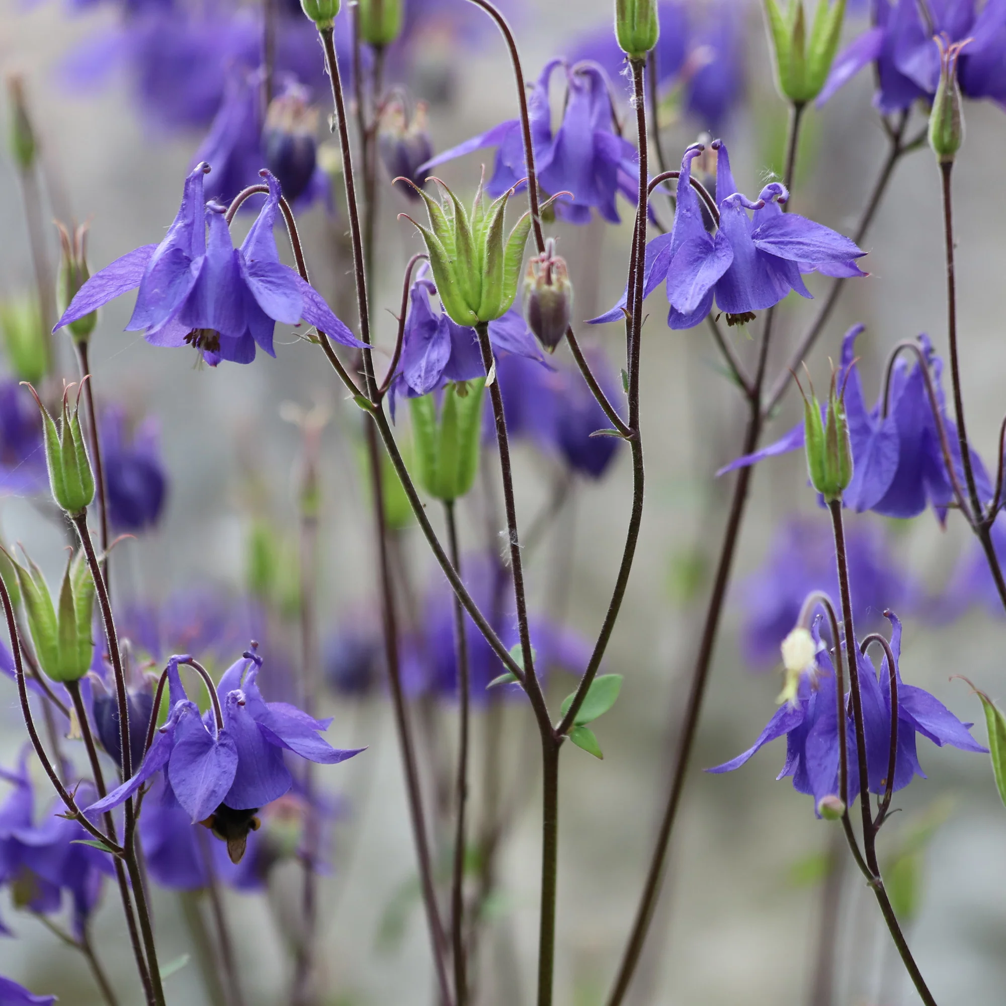 Ancolie des jardins