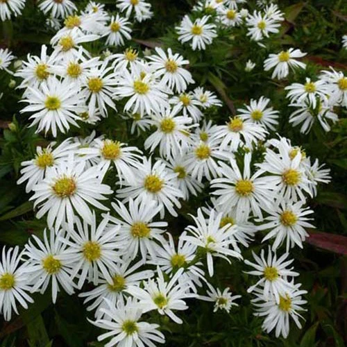 Astère dumosus Kristina