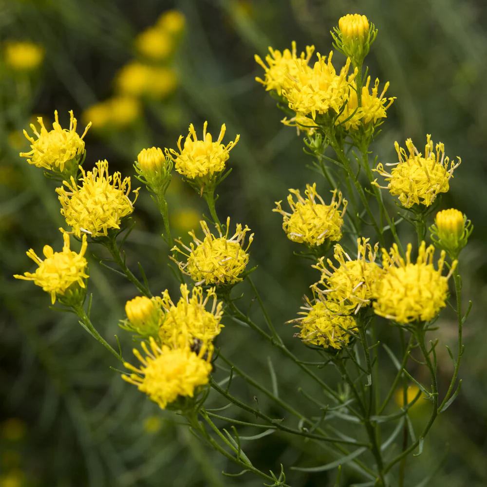Aster linosyris - Image 2