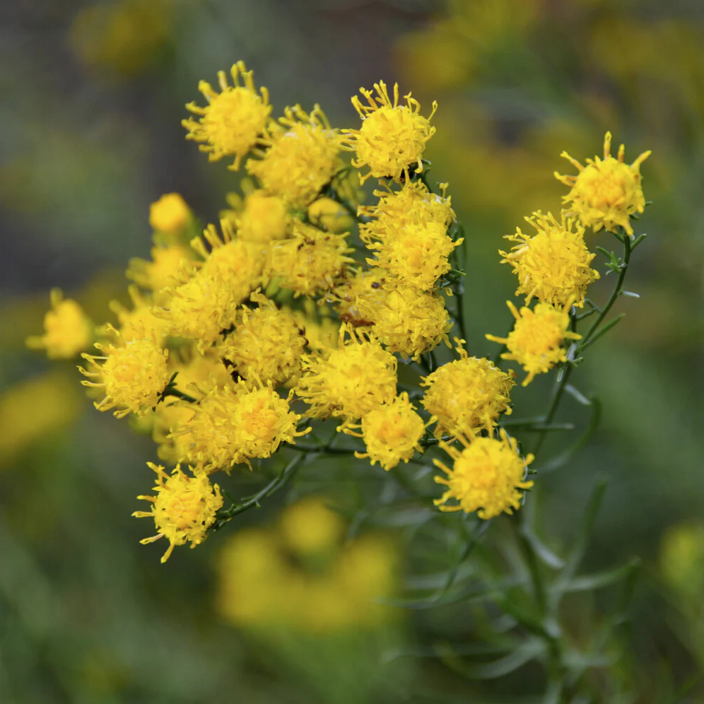 Aster linosyris - Image 3