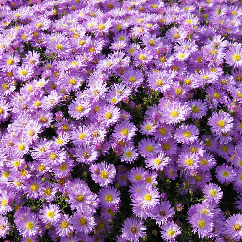 Astère nain Herbstgruss vom Bresrhof - Image 2