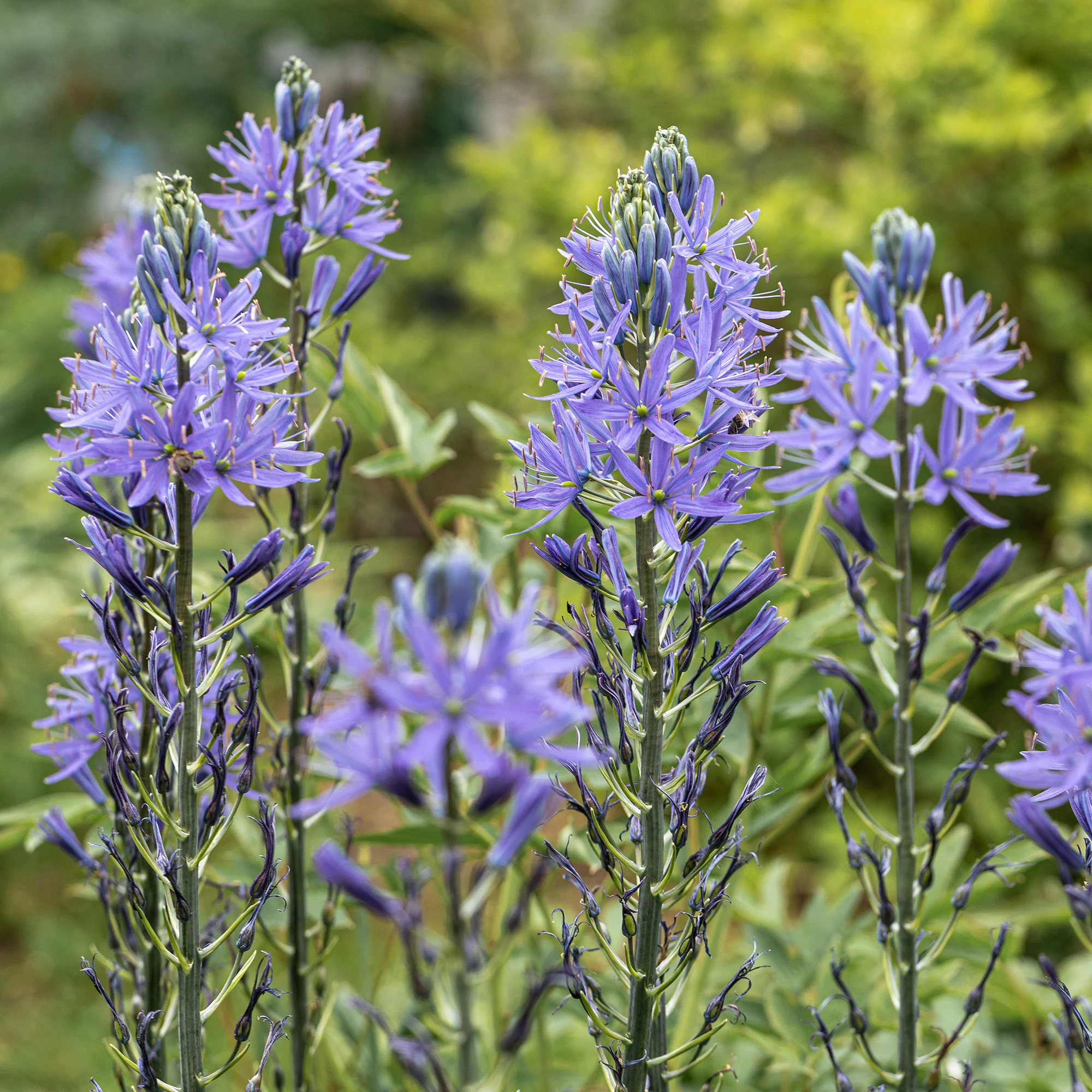 3 Camassies de Leichtlin à fleurs bleues - Image 3