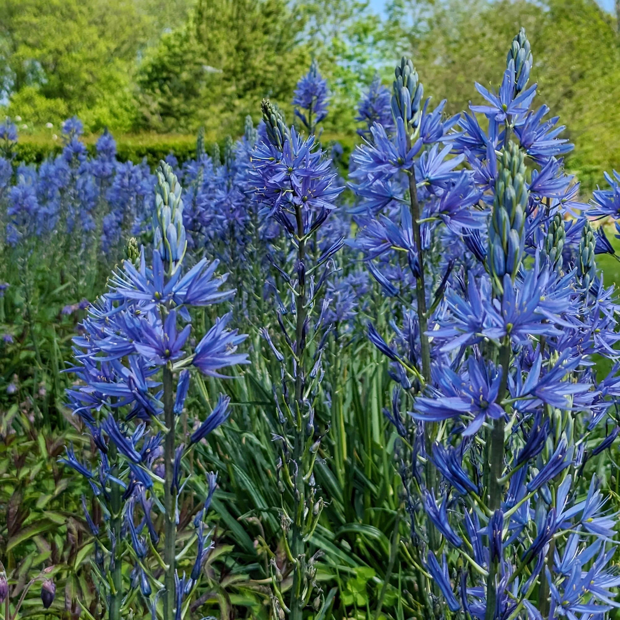3 Camassies de Leichtlin à fleurs bleues - Image 5