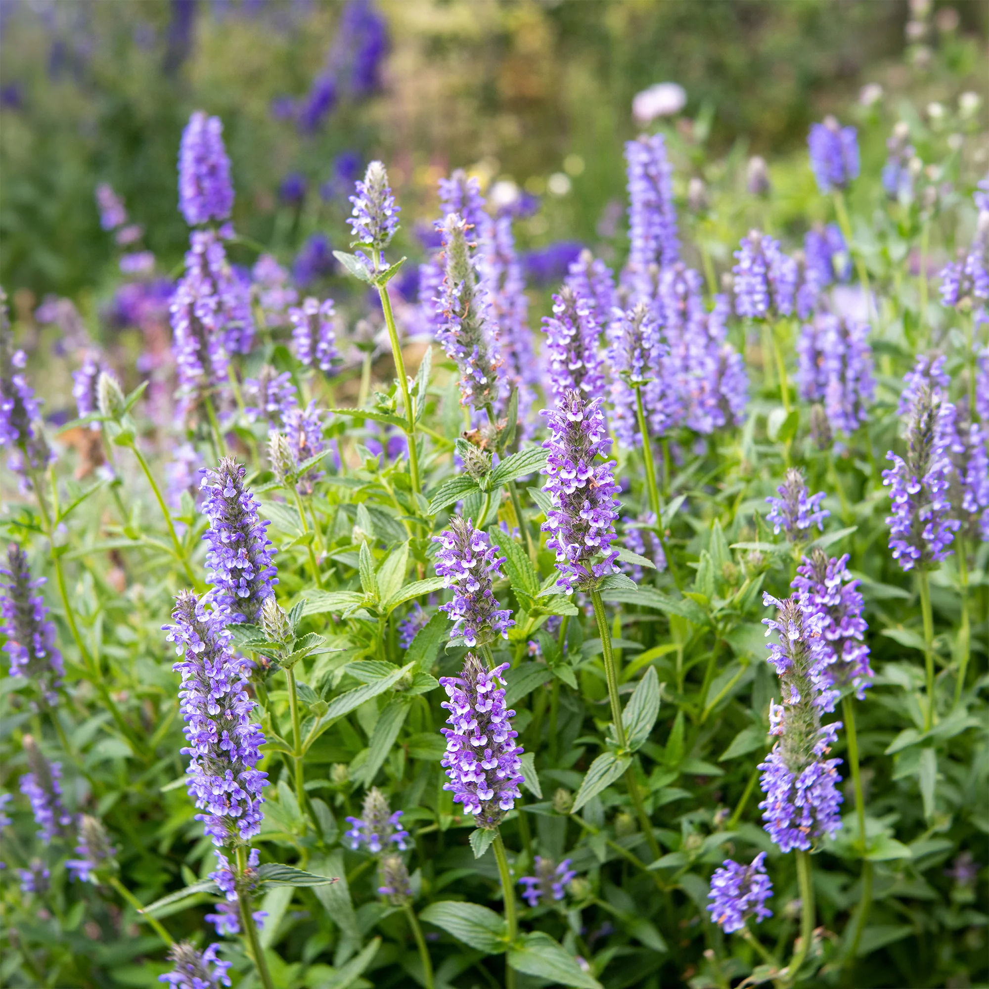 Nepeta nervurée - Image 2