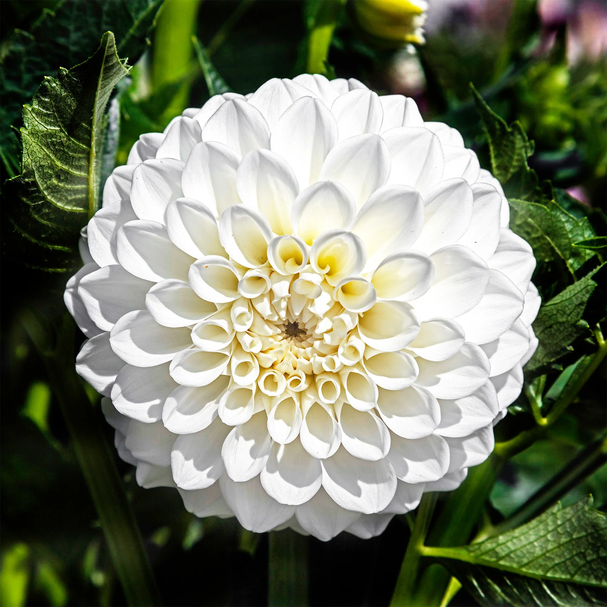 3 Dahlias Boom Boom White - Image 2