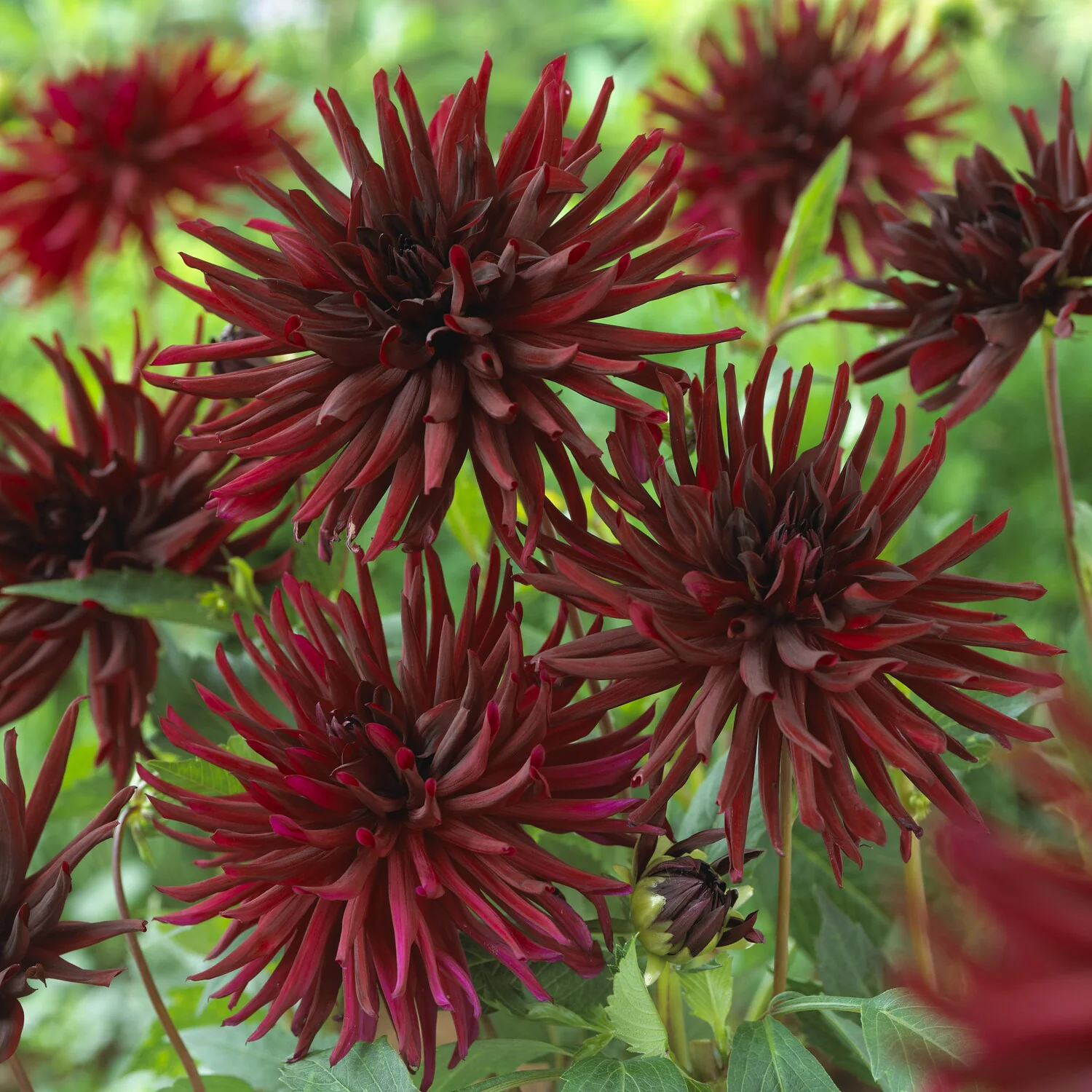 3 Dahlias cactus Black Narcissus - Image 2