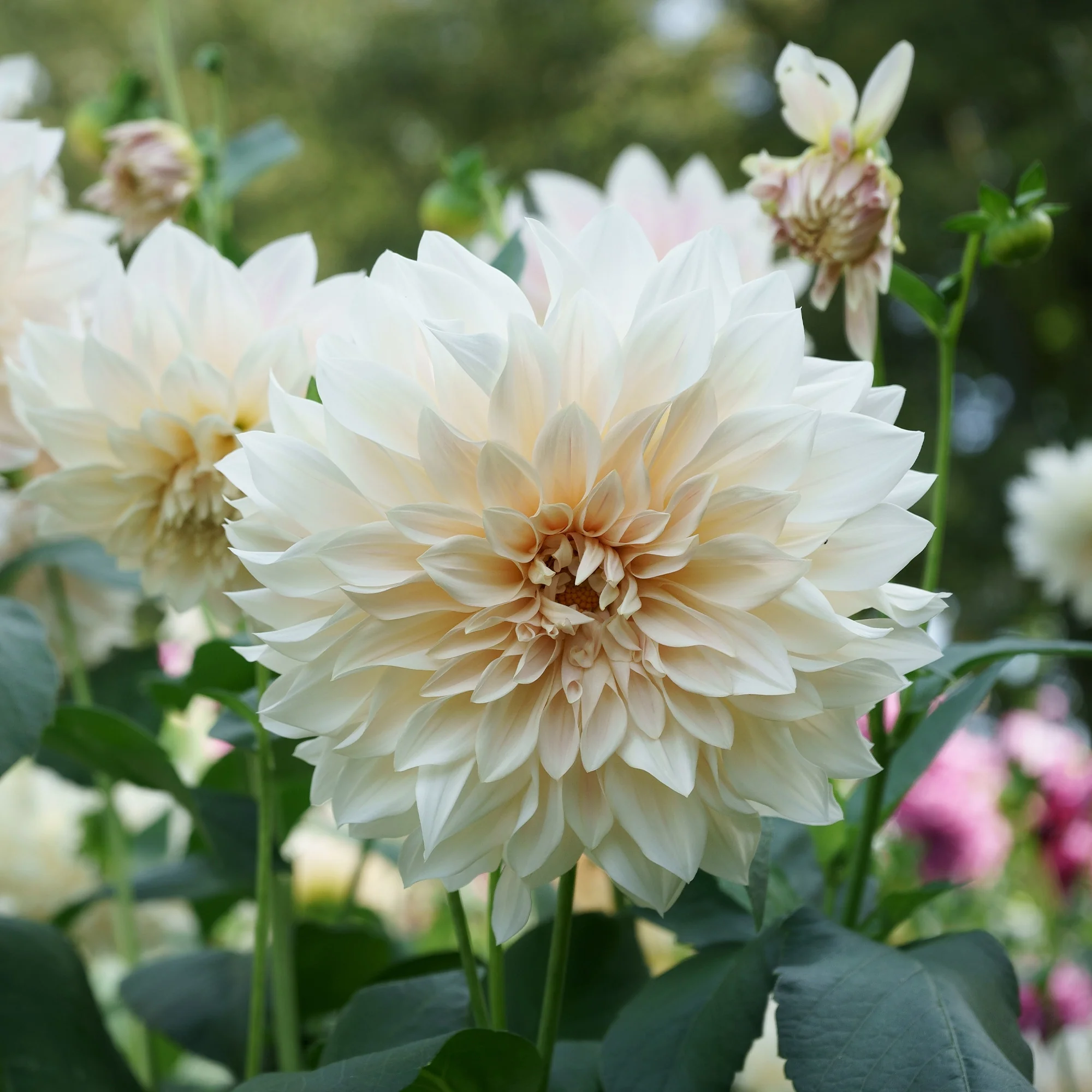 3 Dahlias Café au lait