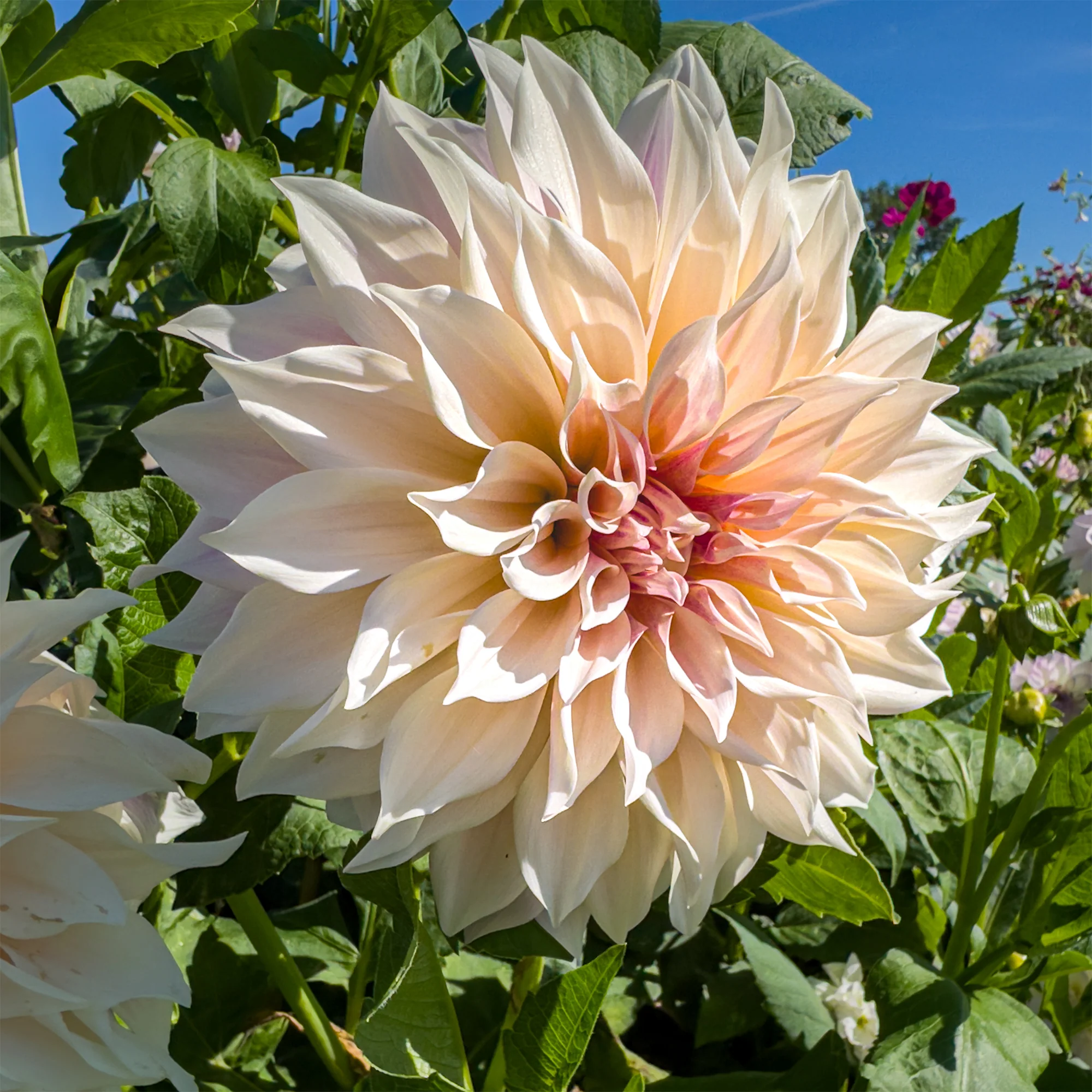 3 Dahlias Café au lait - Image 2