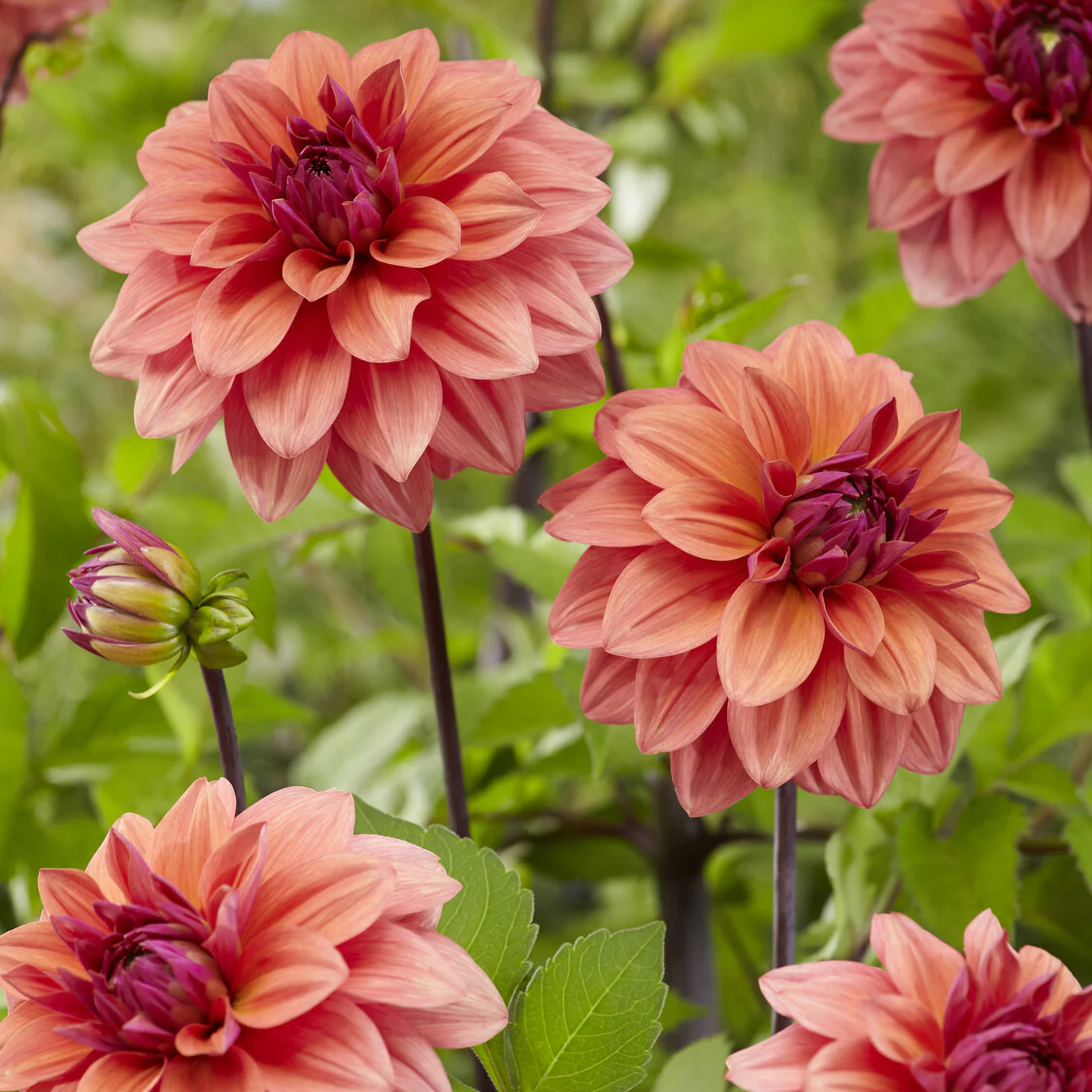 3 Dahlias décoratifs American Dawn - Image 3