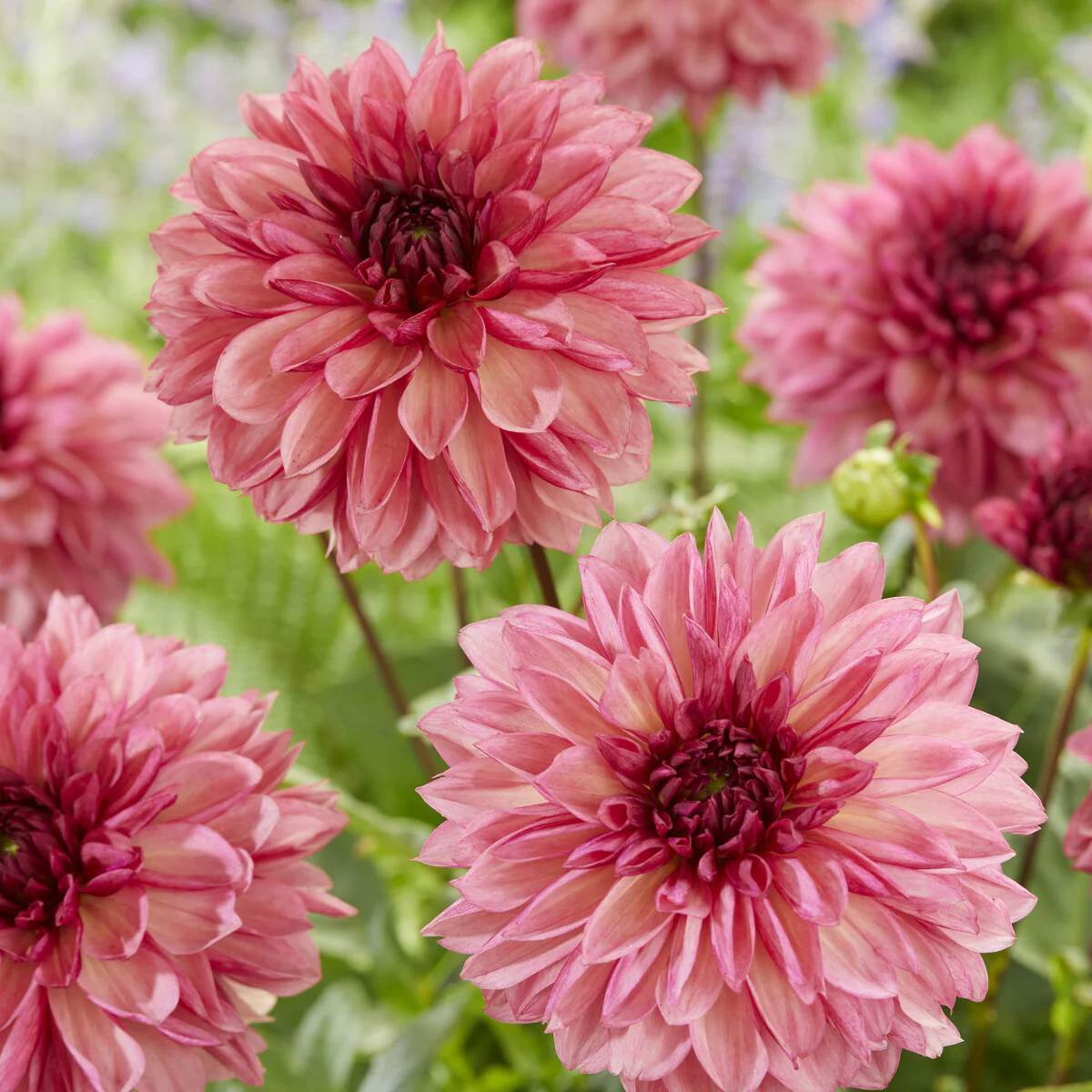 3 Dahlias décoratifs Bacardi - Image 4