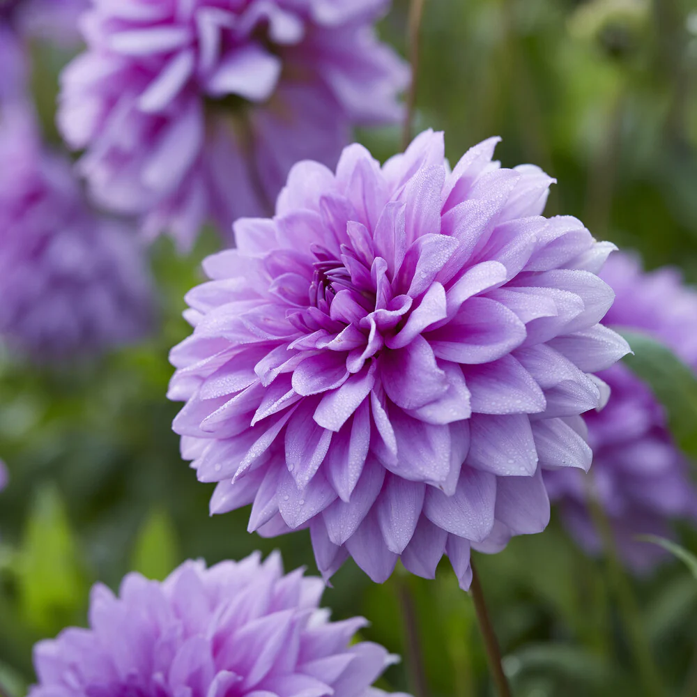3 Dahlias décoratifs Blue Boy - Image 2
