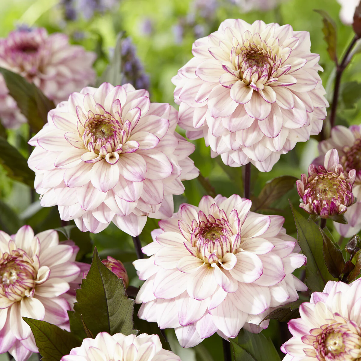 Dahlia décoratif Flashback