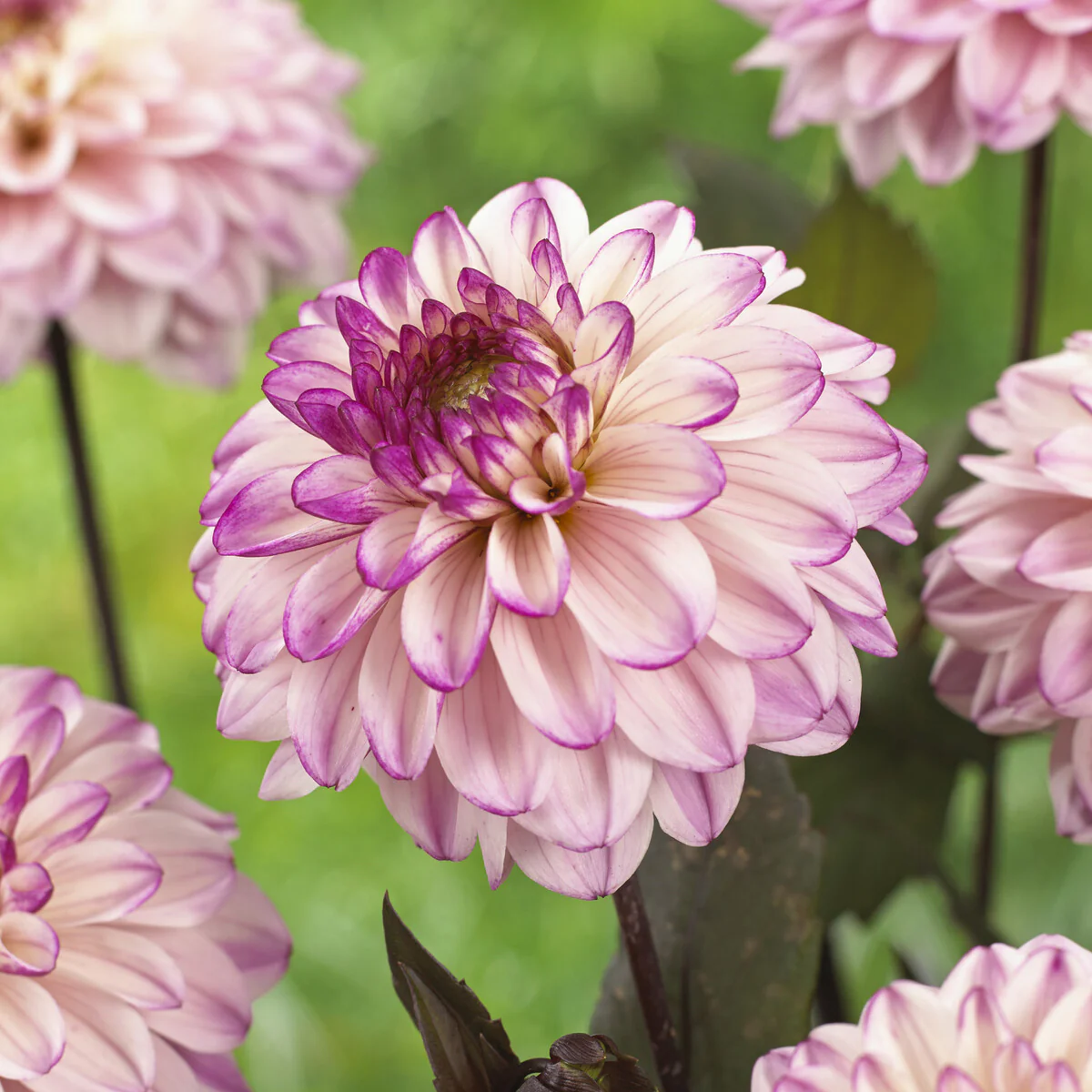 Dahlia décoratif Flashback - Image 2