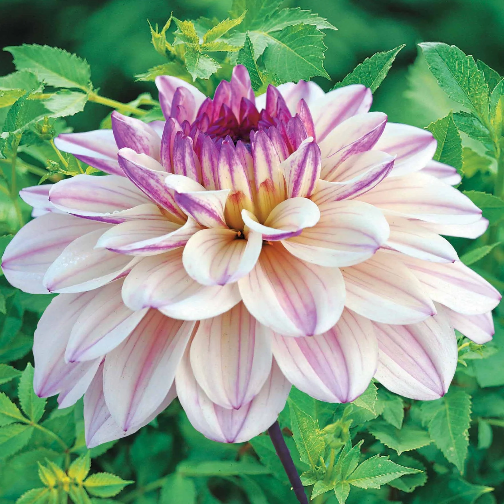 Dahlia décoratif Flashback - Image 3